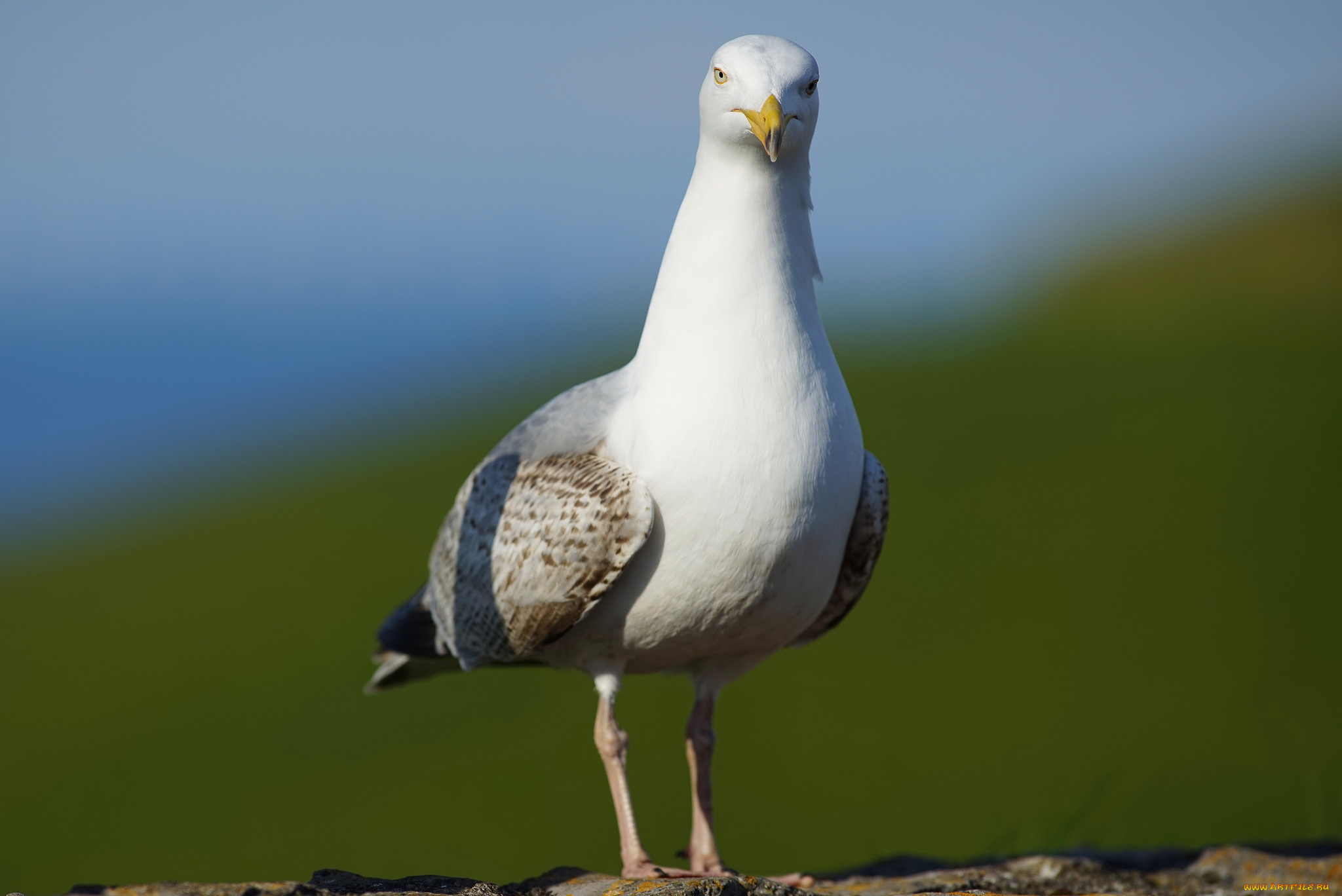 животные, Чайки, , бакланы, , крачки, чайка
