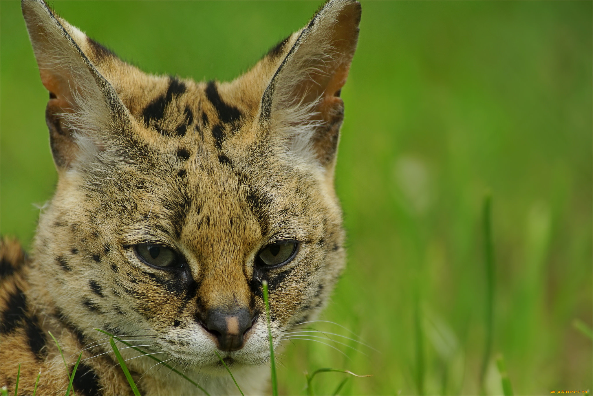 животные, сервалы, сервал, взгляд, портрет