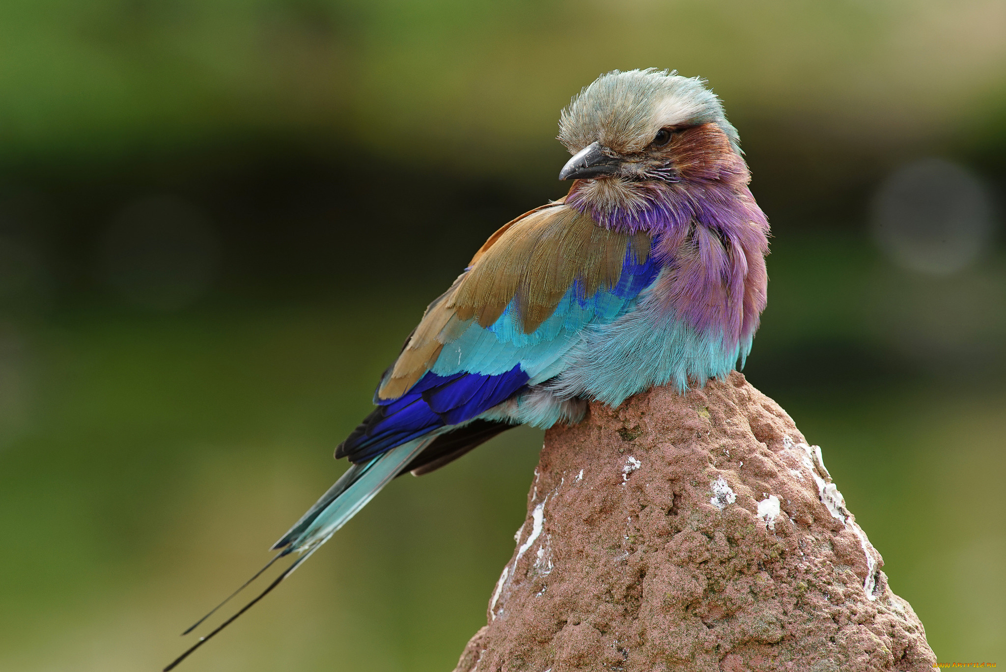 животные, сизоворонки, , ракши, камень, птица