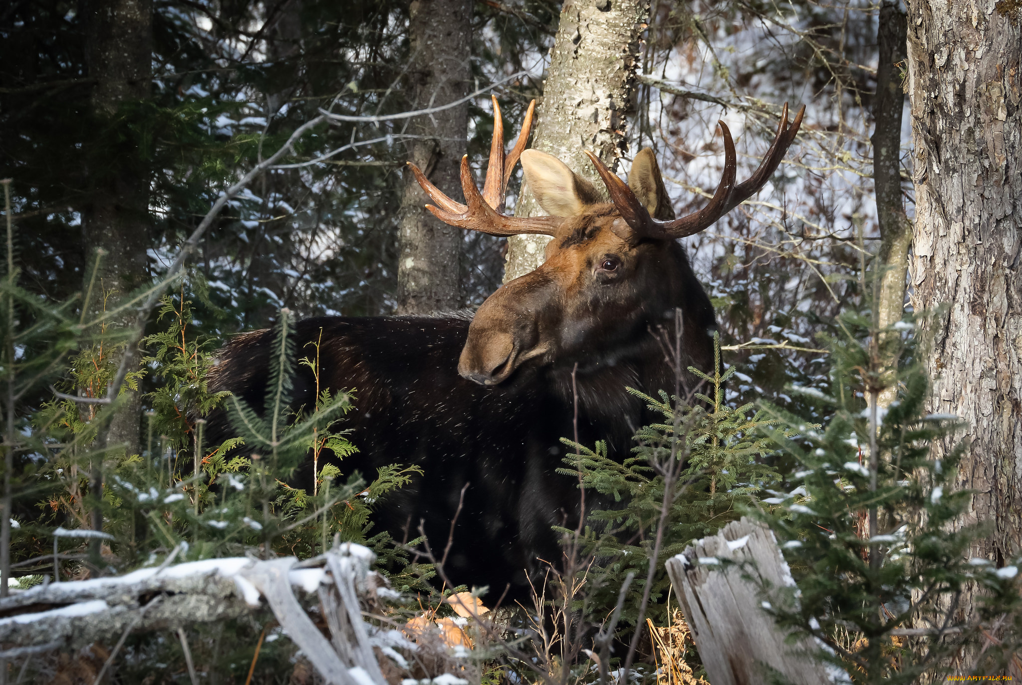 животные, лоси, сохатый