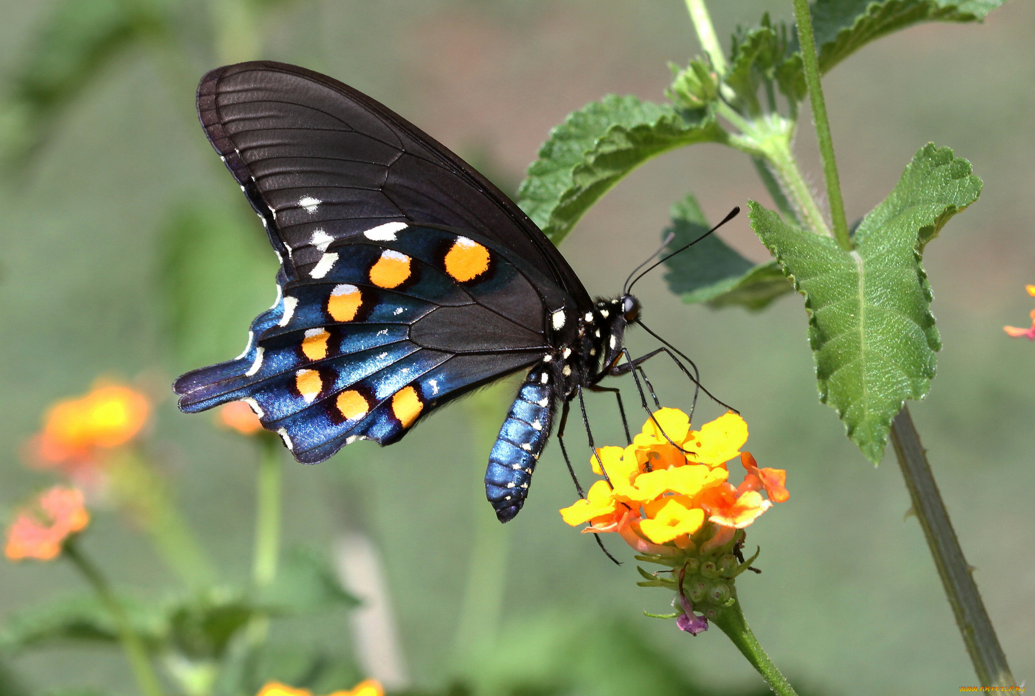 животные, бабочки, , мотыльки, , моли, бабочка