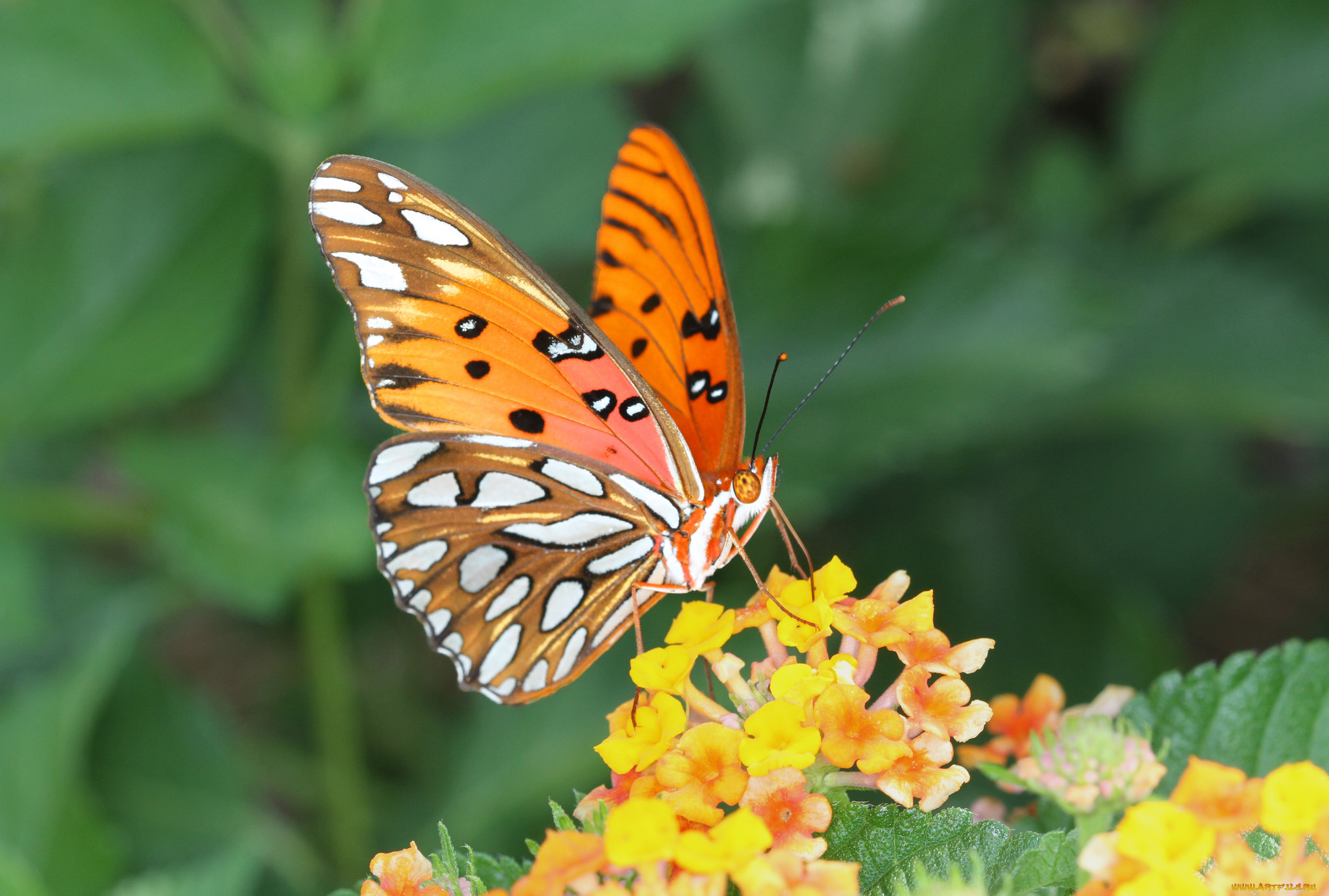 животные, бабочки, , мотыльки, , моли, бабочка