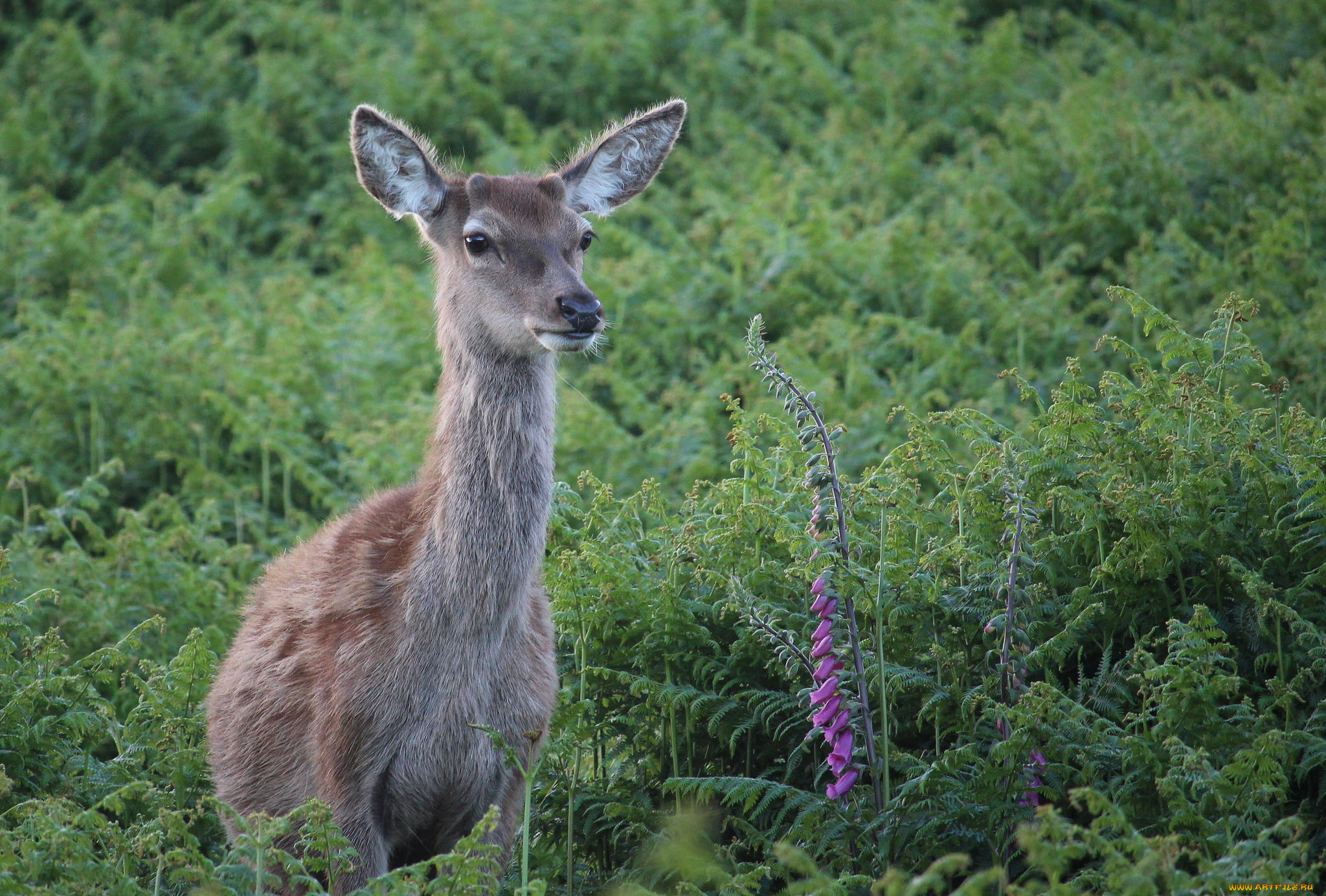 животные, олени, олениха