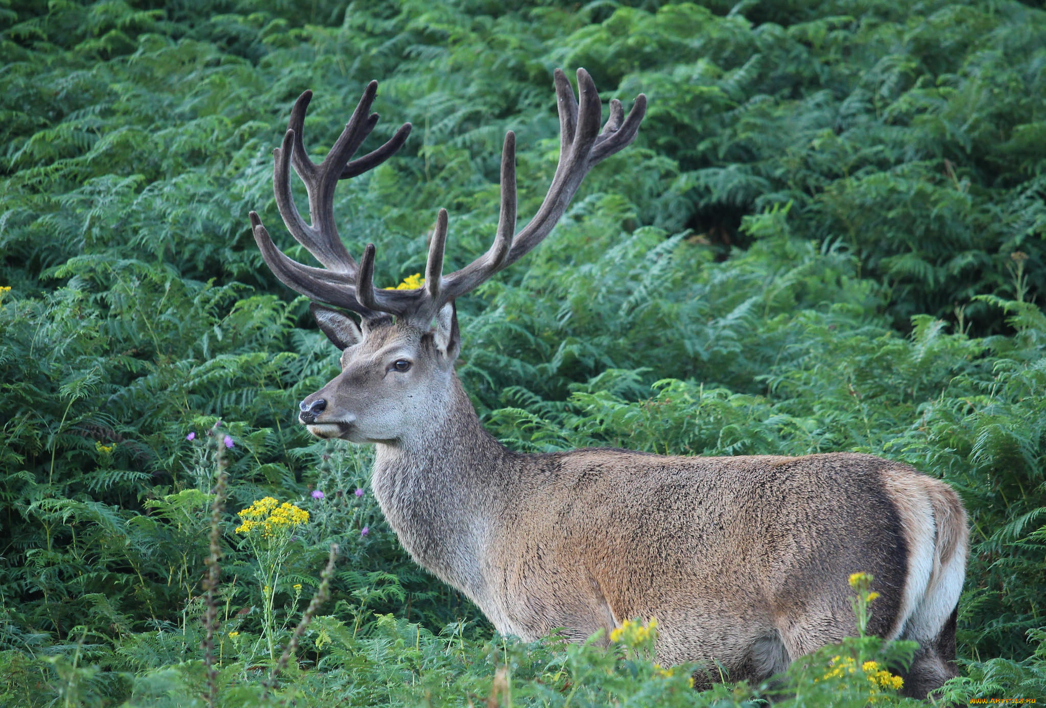 животные, олени, рога, олень