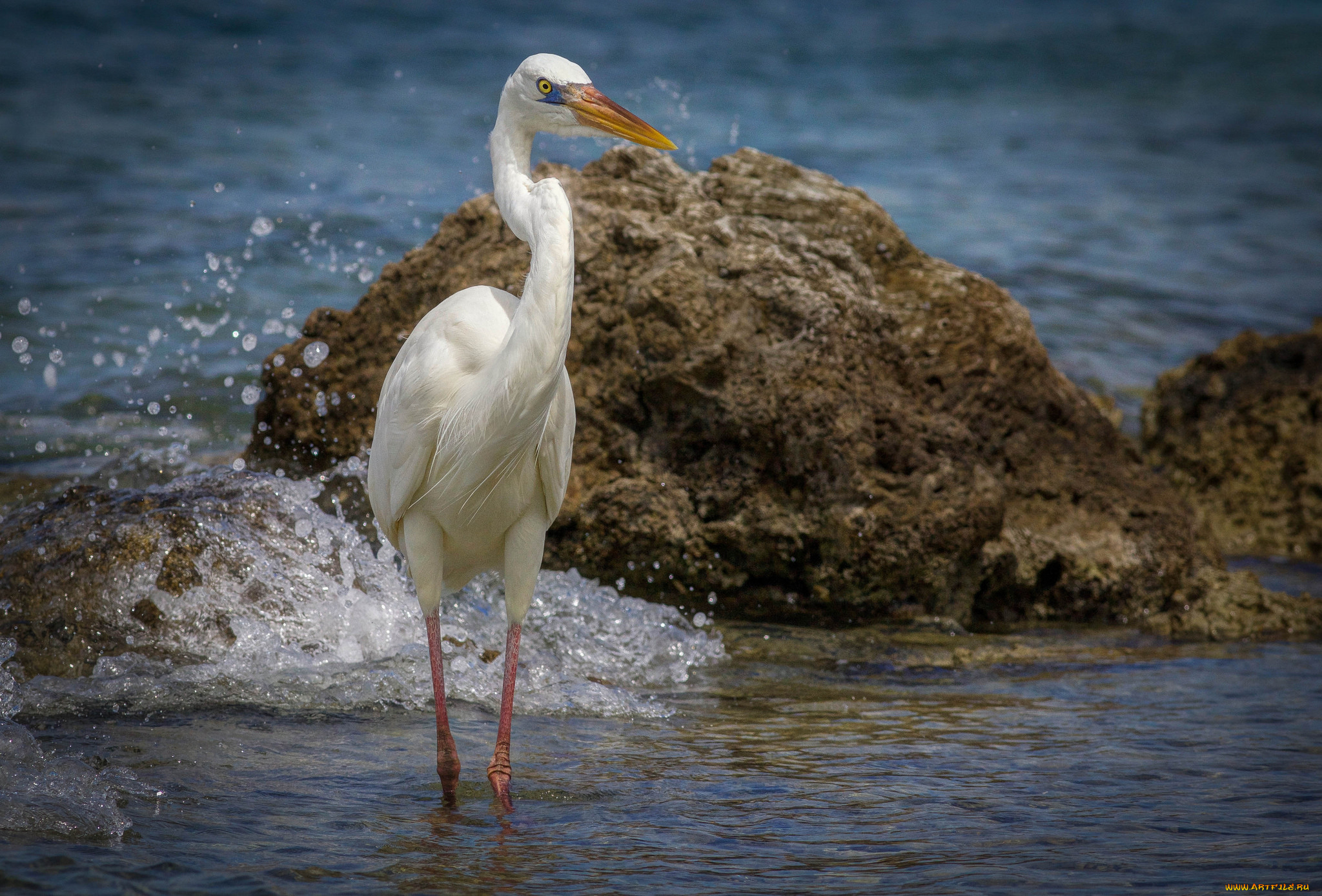 животные, цапли, , выпи, цапля, белая