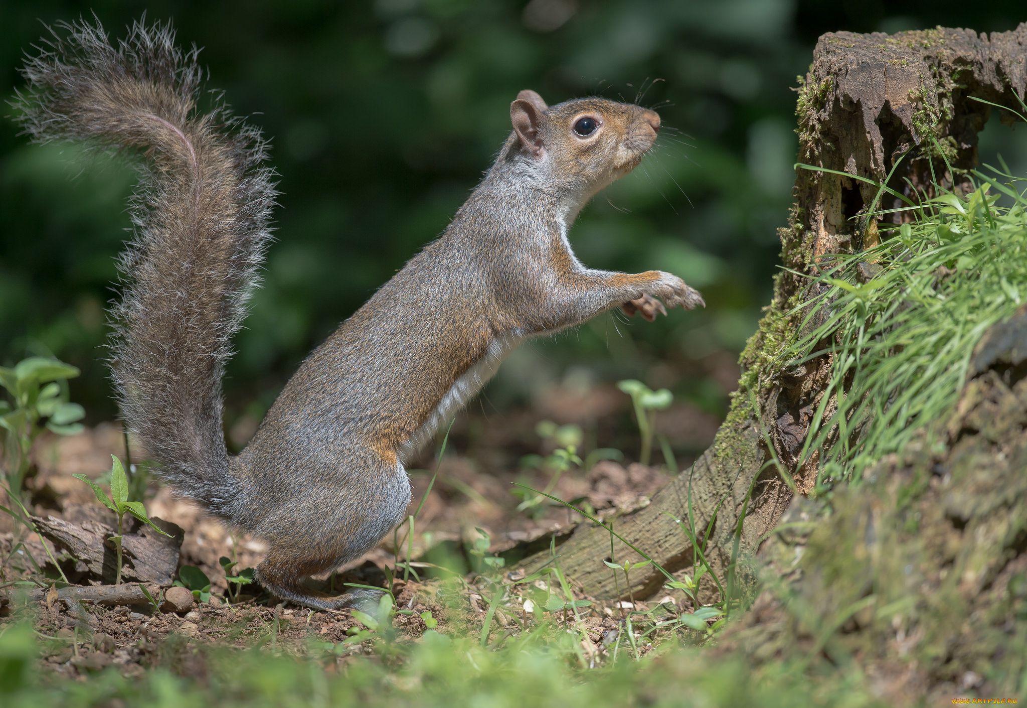 животные, белки, белка