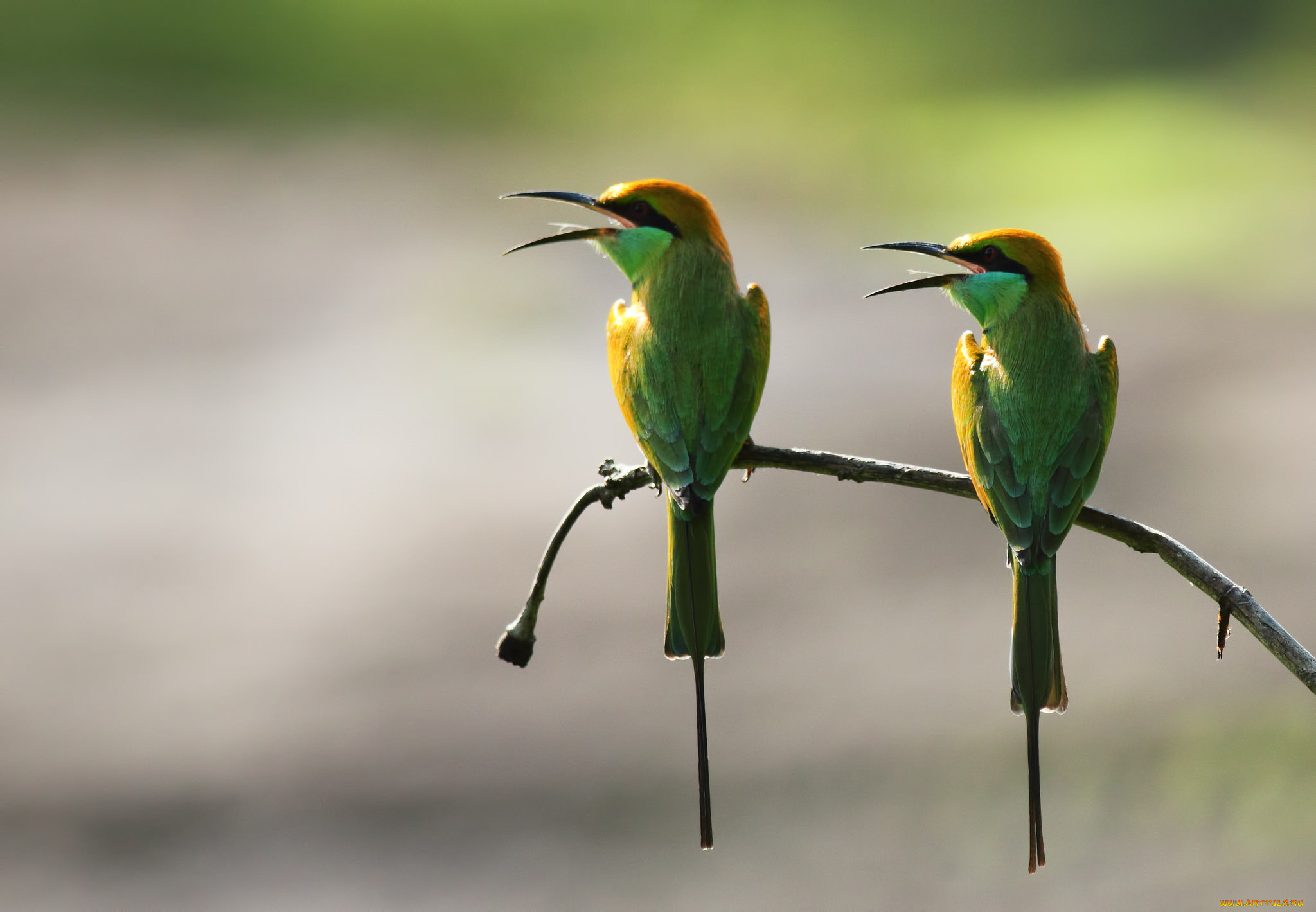 животные, щурки, , пчелоеды, ветка, фон, птицы