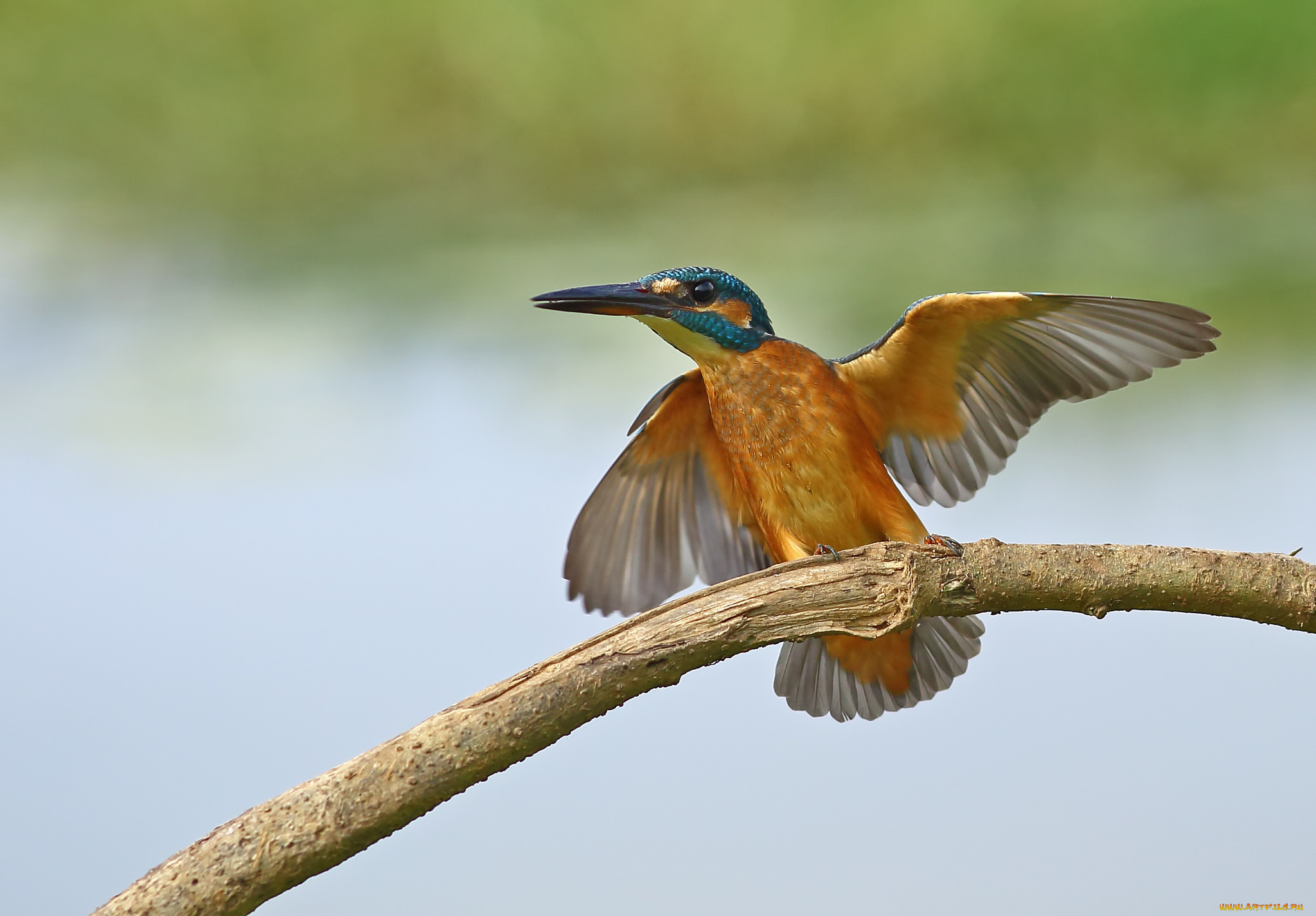 животные, зимородки, крылья, фон, птица, зимородок, ветка