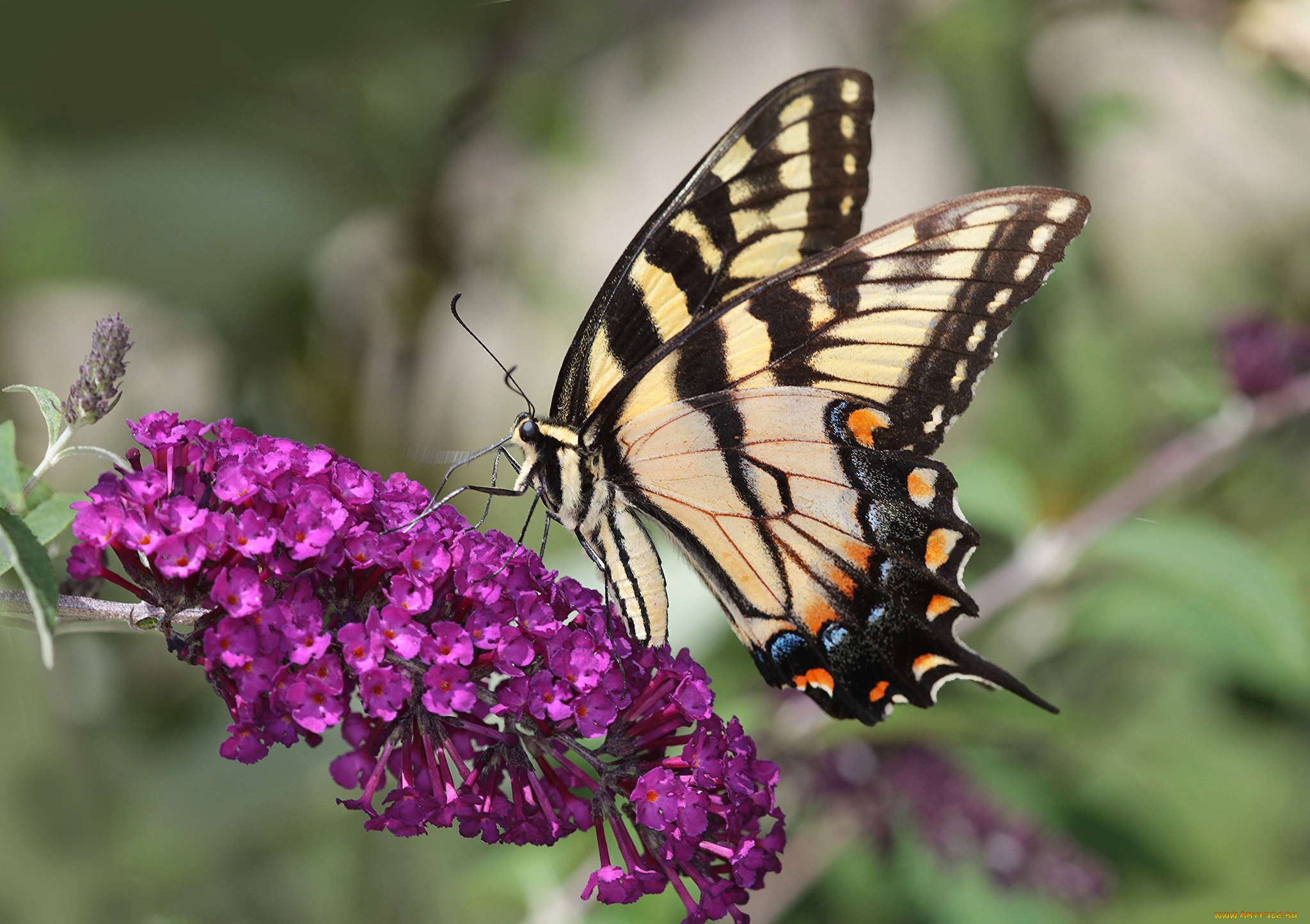 животные, бабочки, , мотыльки, , моли, бабочка