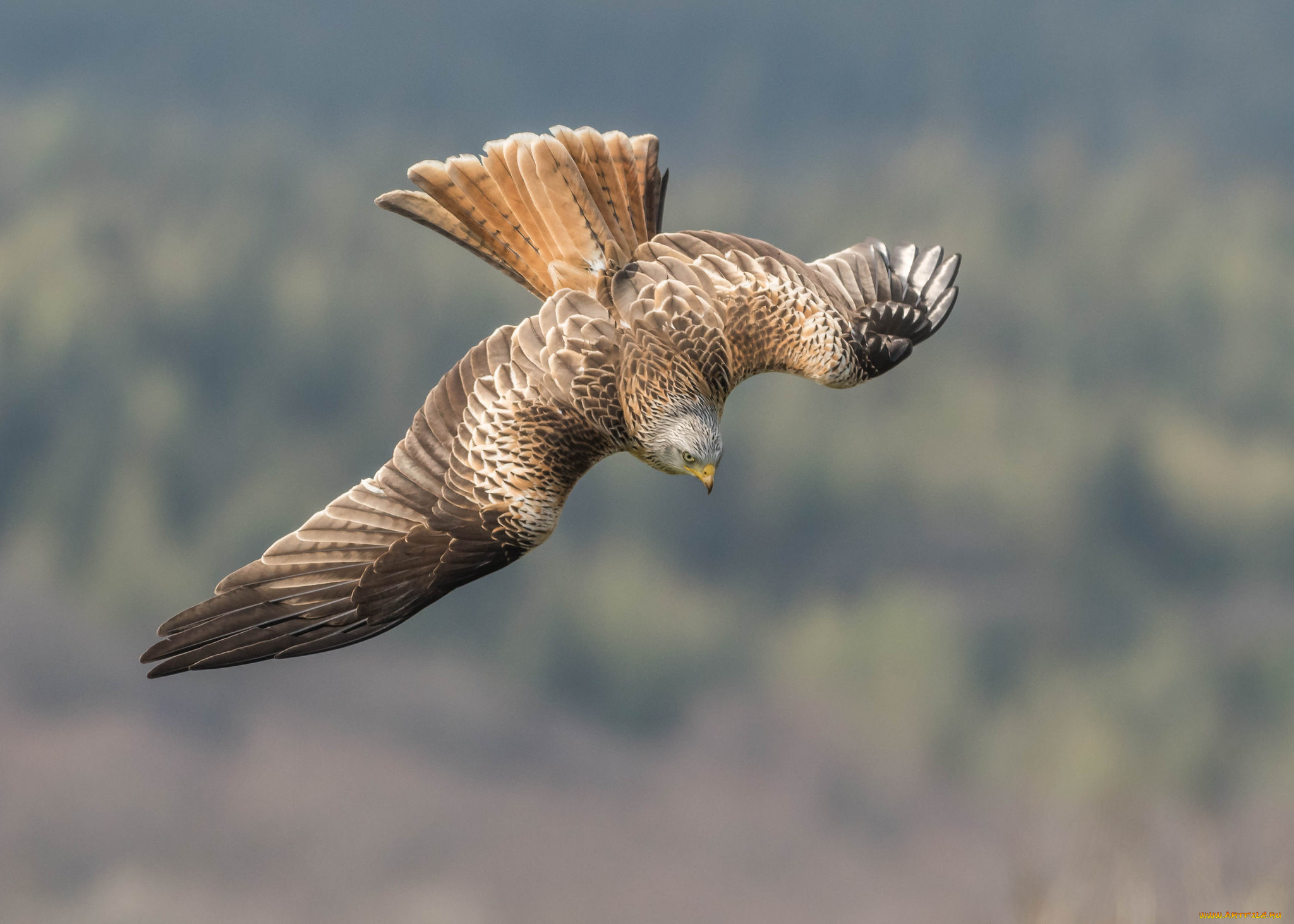 red, kite, животные, птицы, -, хищники, птичка