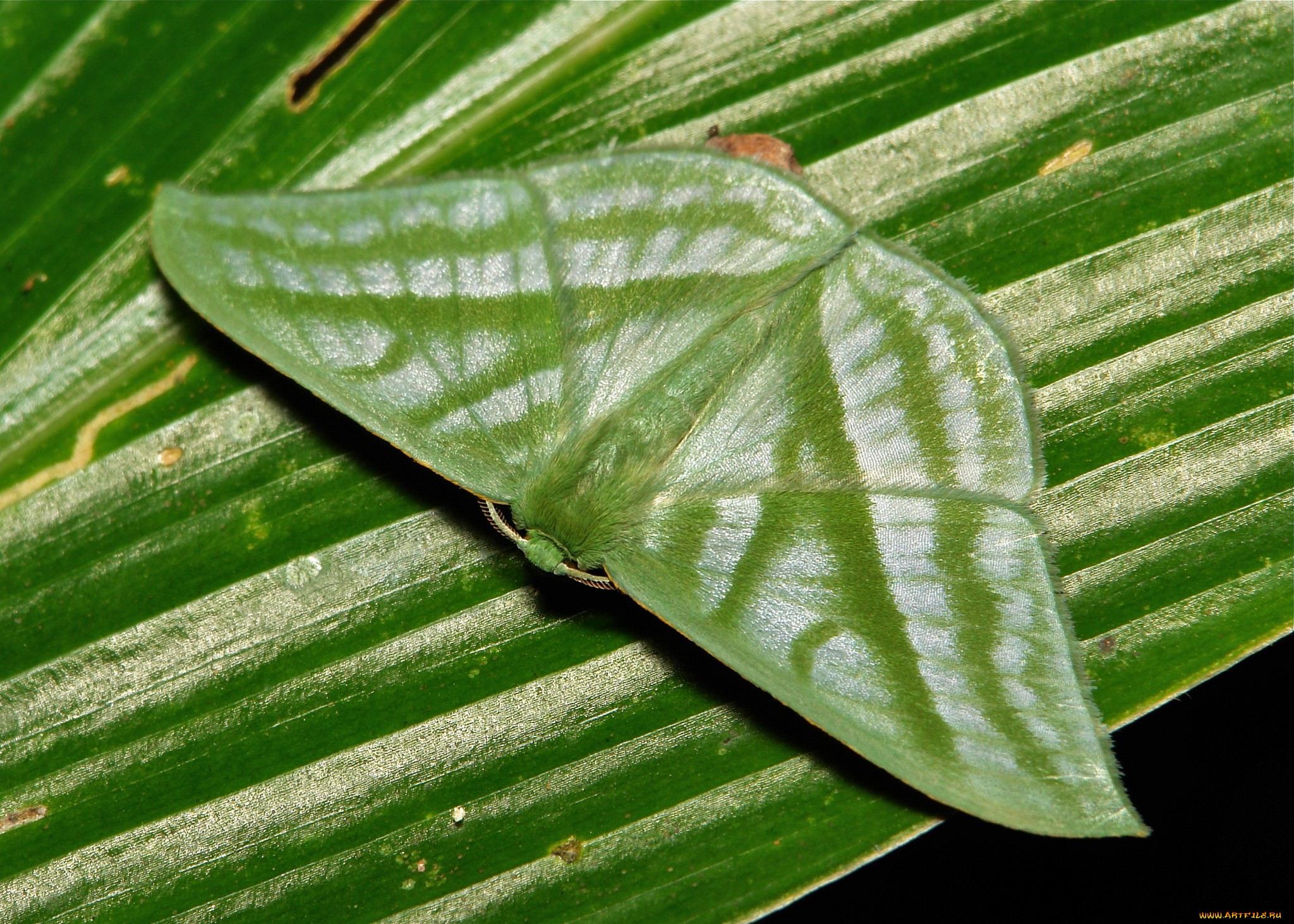 животные, бабочки, , мотыльки, , моли, itchydogimages, макро, насекомое, мотылёк