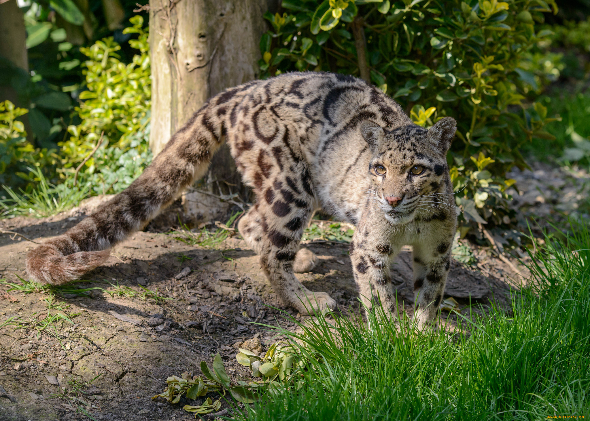 животные, дымчатые, леопарды, леопард