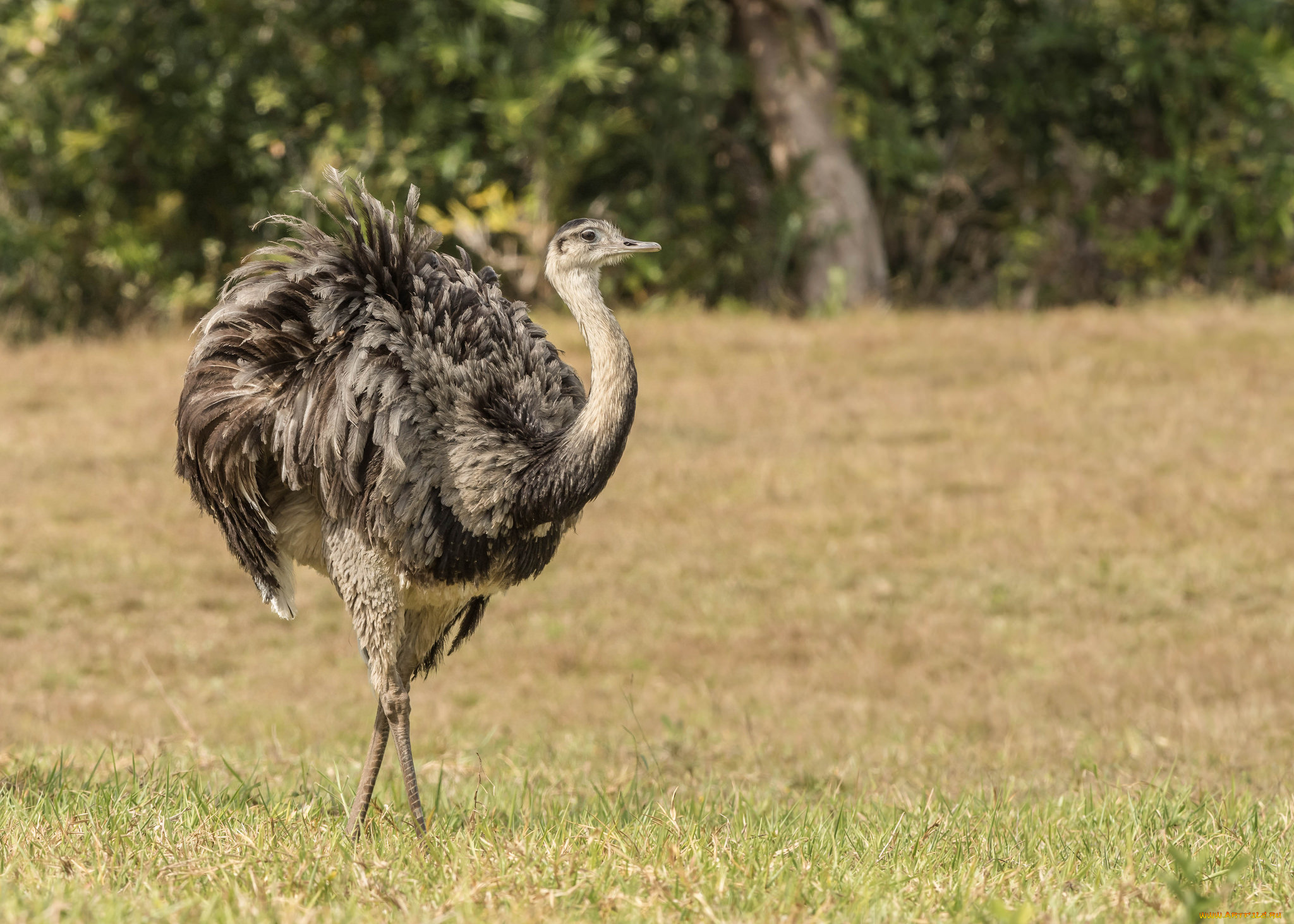 животные, страусы, страус