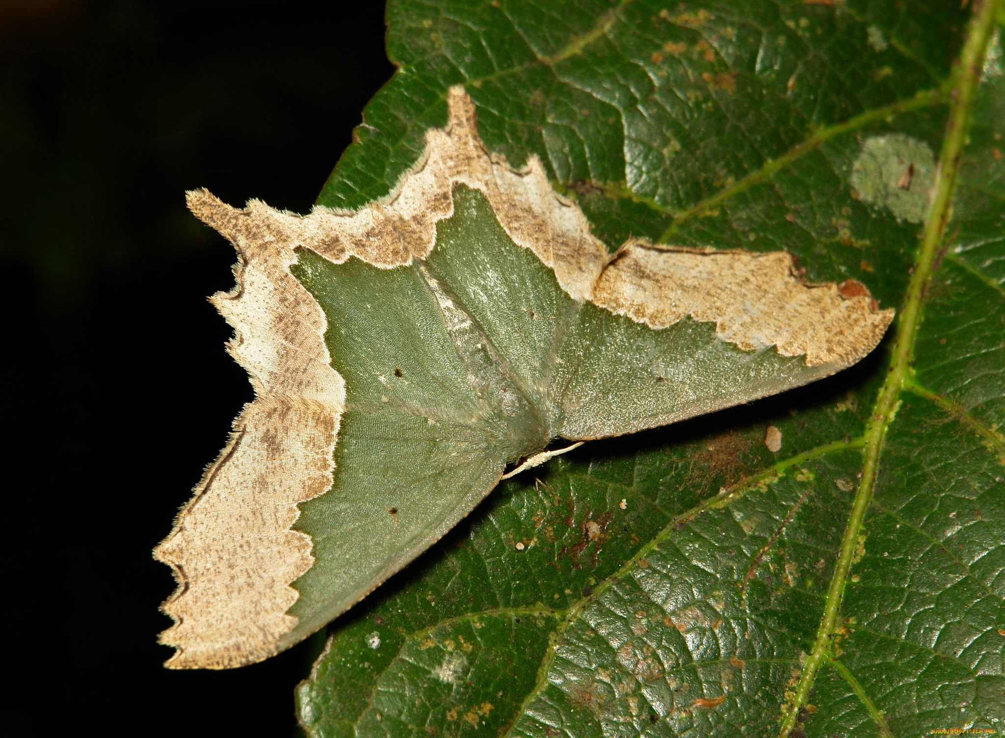 животные, бабочки, , мотыльки, , моли, itchydogimages, макро, бабочка, крылья, усики, узор