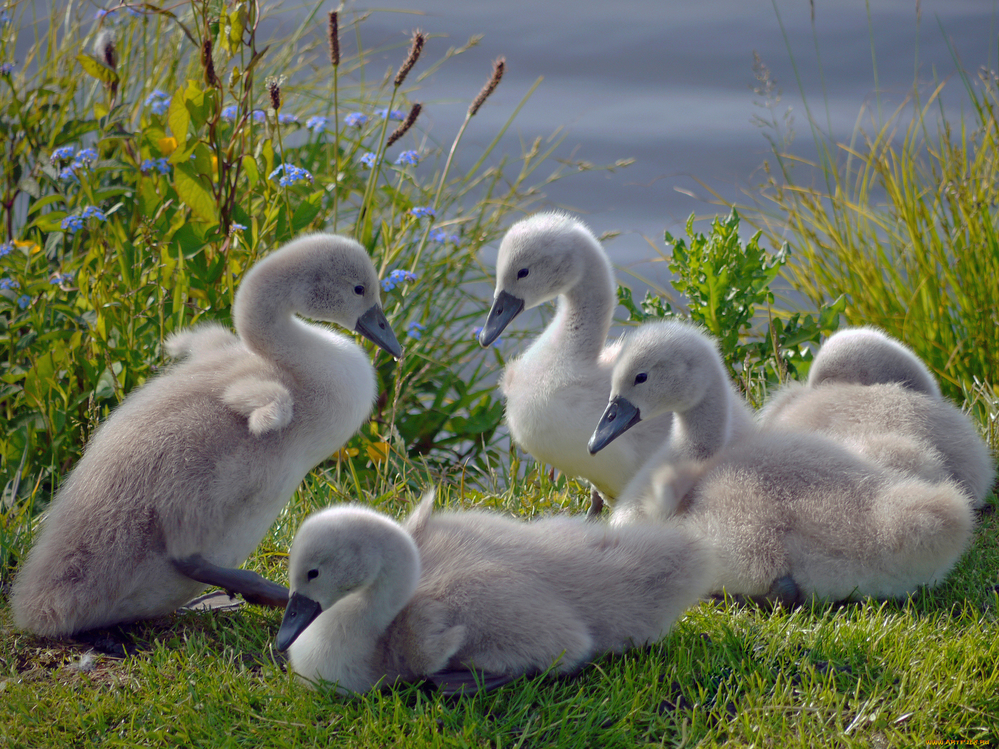 животные, лебеди, птенцы, птицы