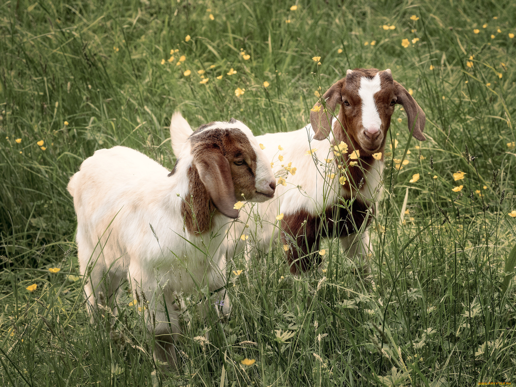 животные, овцы, , бараны, ягнята