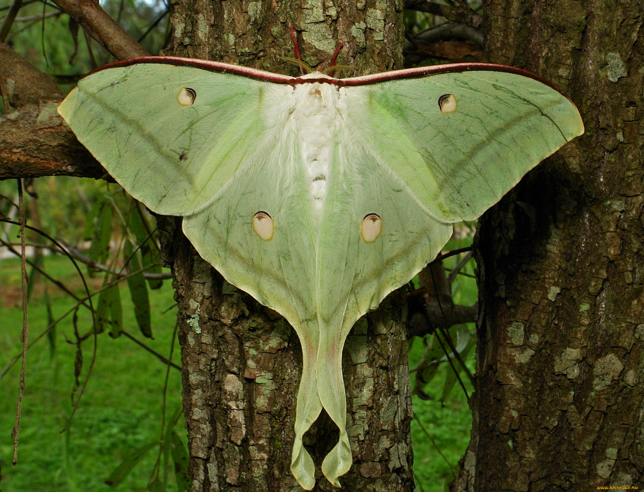 животные, бабочки, , мотыльки, , моли, itchydogimages, макро, моль, мотылёк