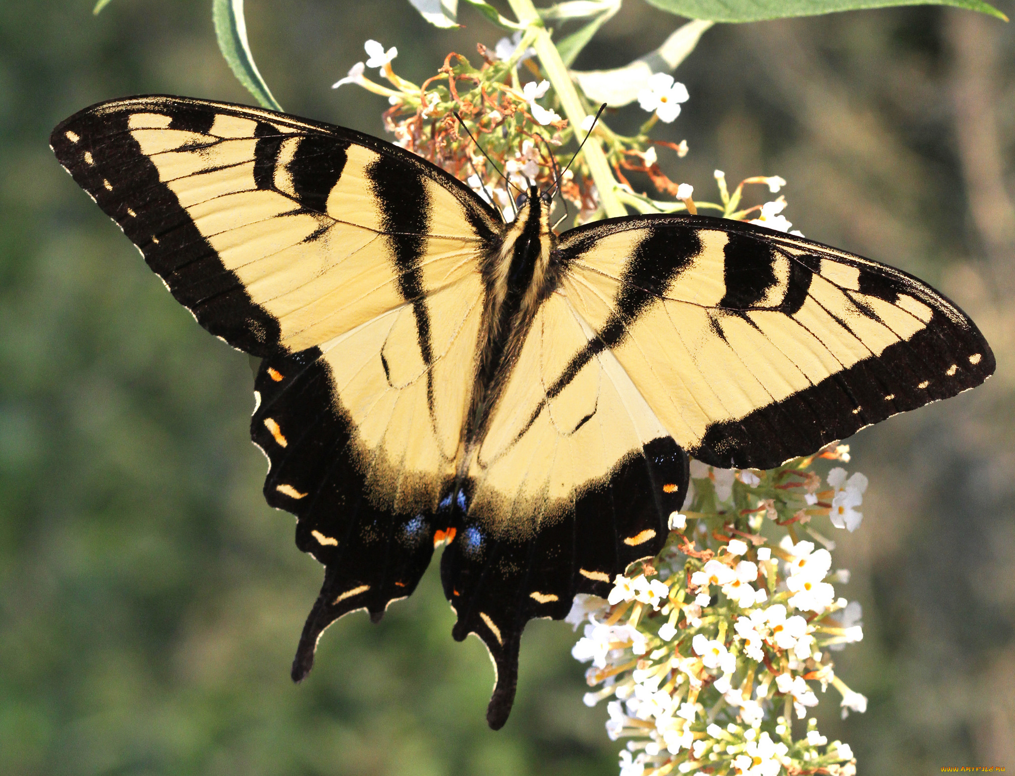 животные, бабочки, , мотыльки, , моли, бабочка