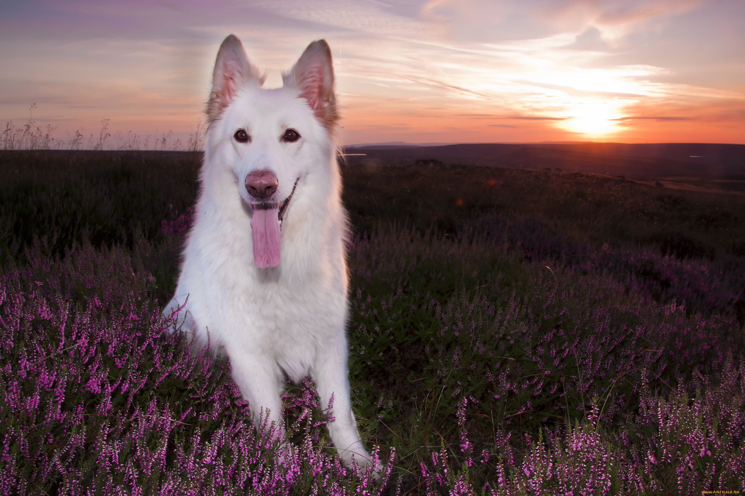 животные, собаки, собака, взгляд, друг, закат, луг, язык, лаванда