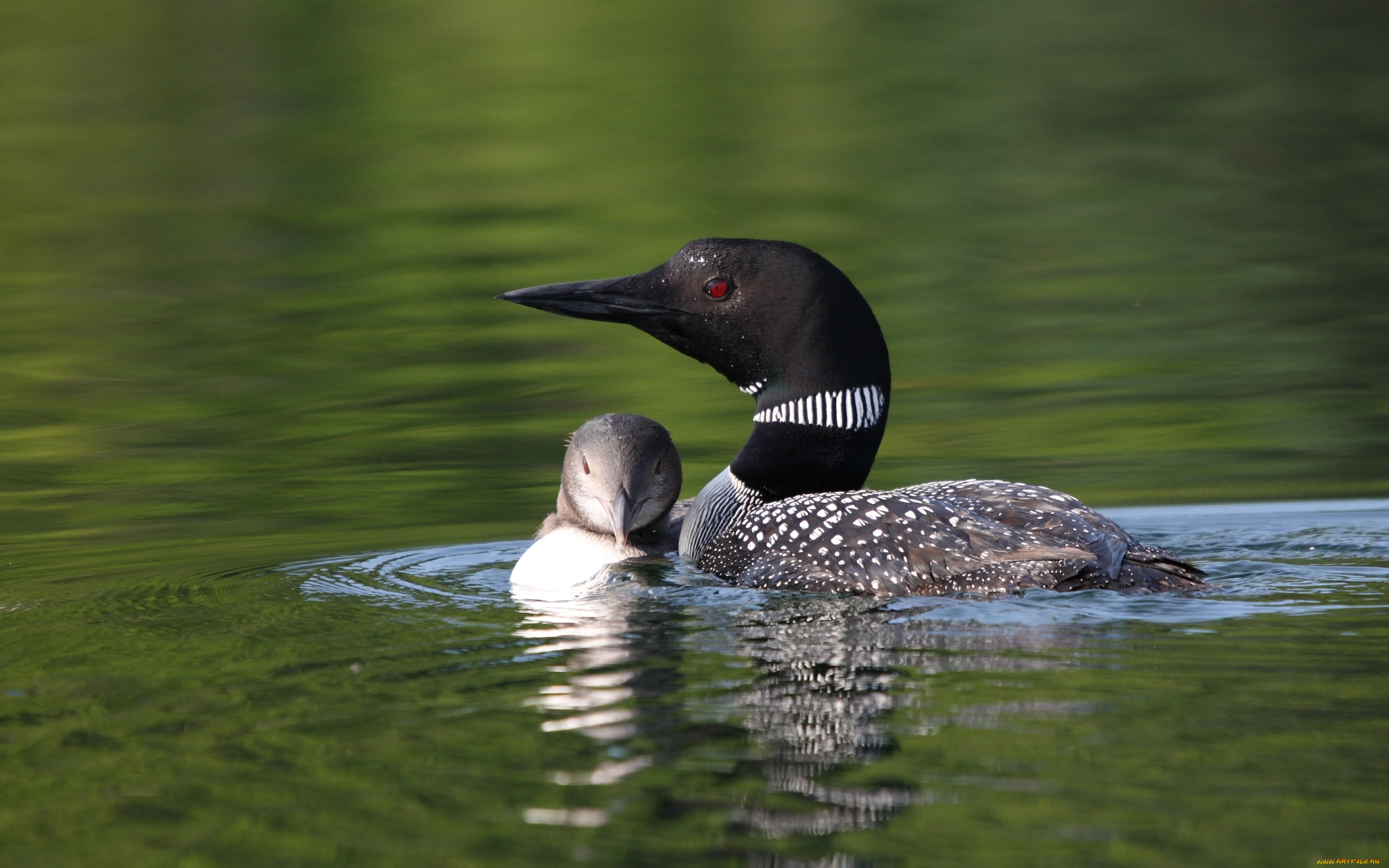 животные, Чомги, , поганки, птенец, вода, озеро, птицы
