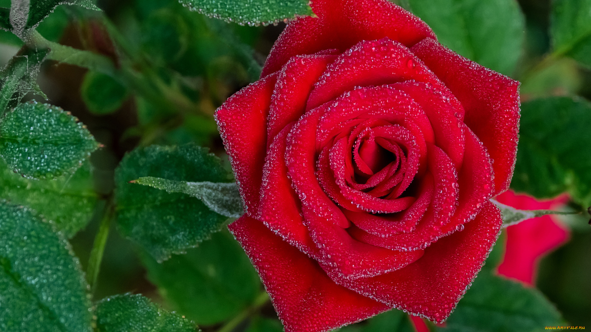 цветы, розы, красная, роза, бутон, листья, макро