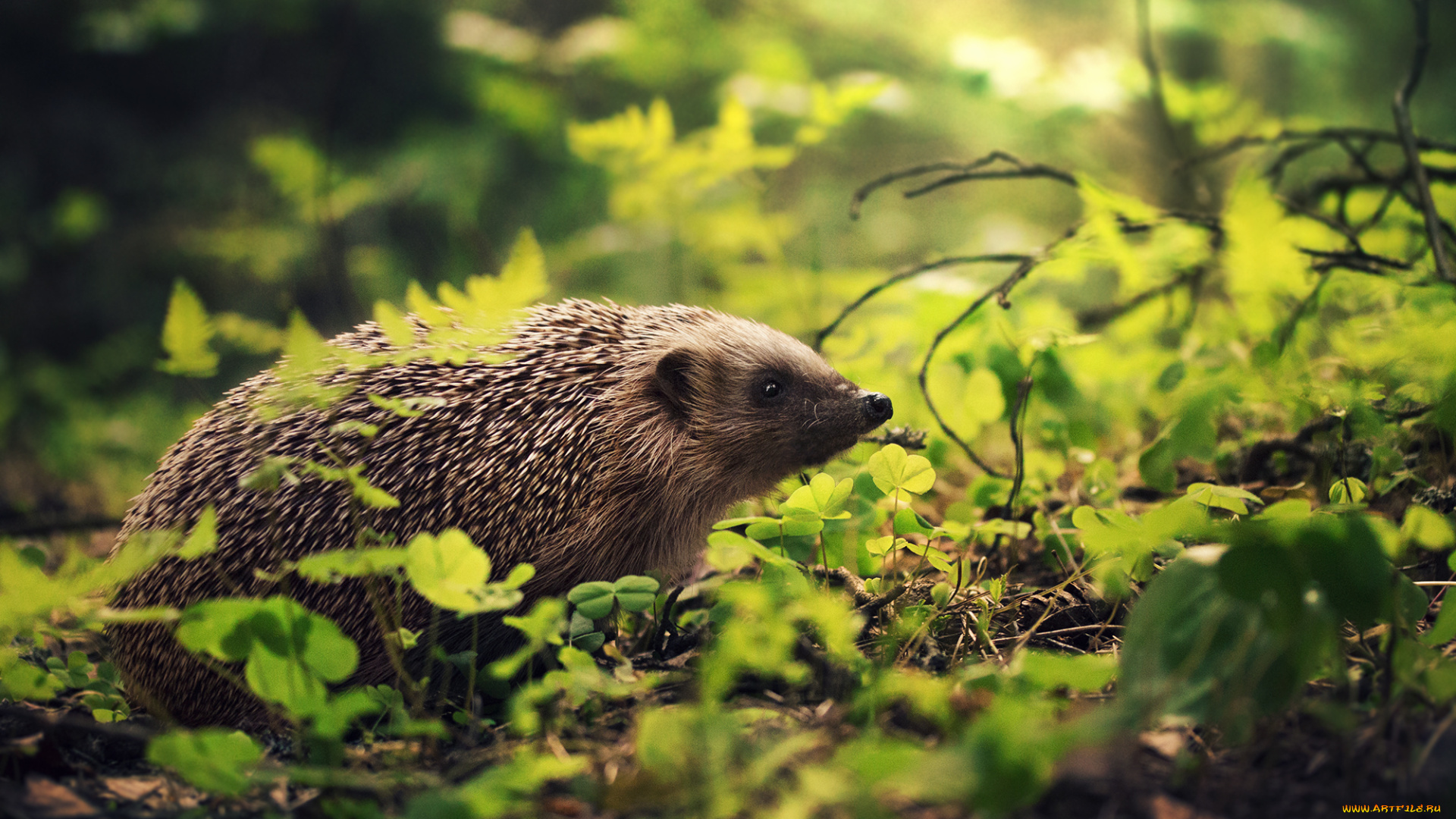 животные, ежи, ёж