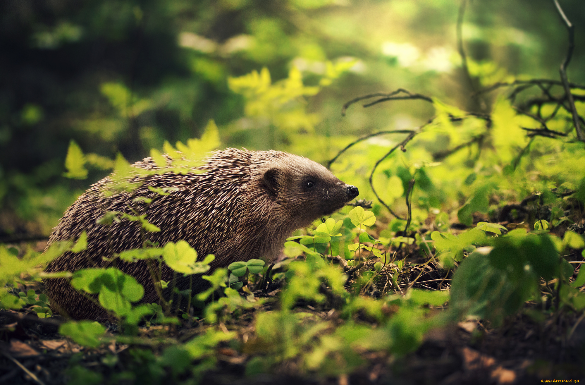 животные, ежи, ёж