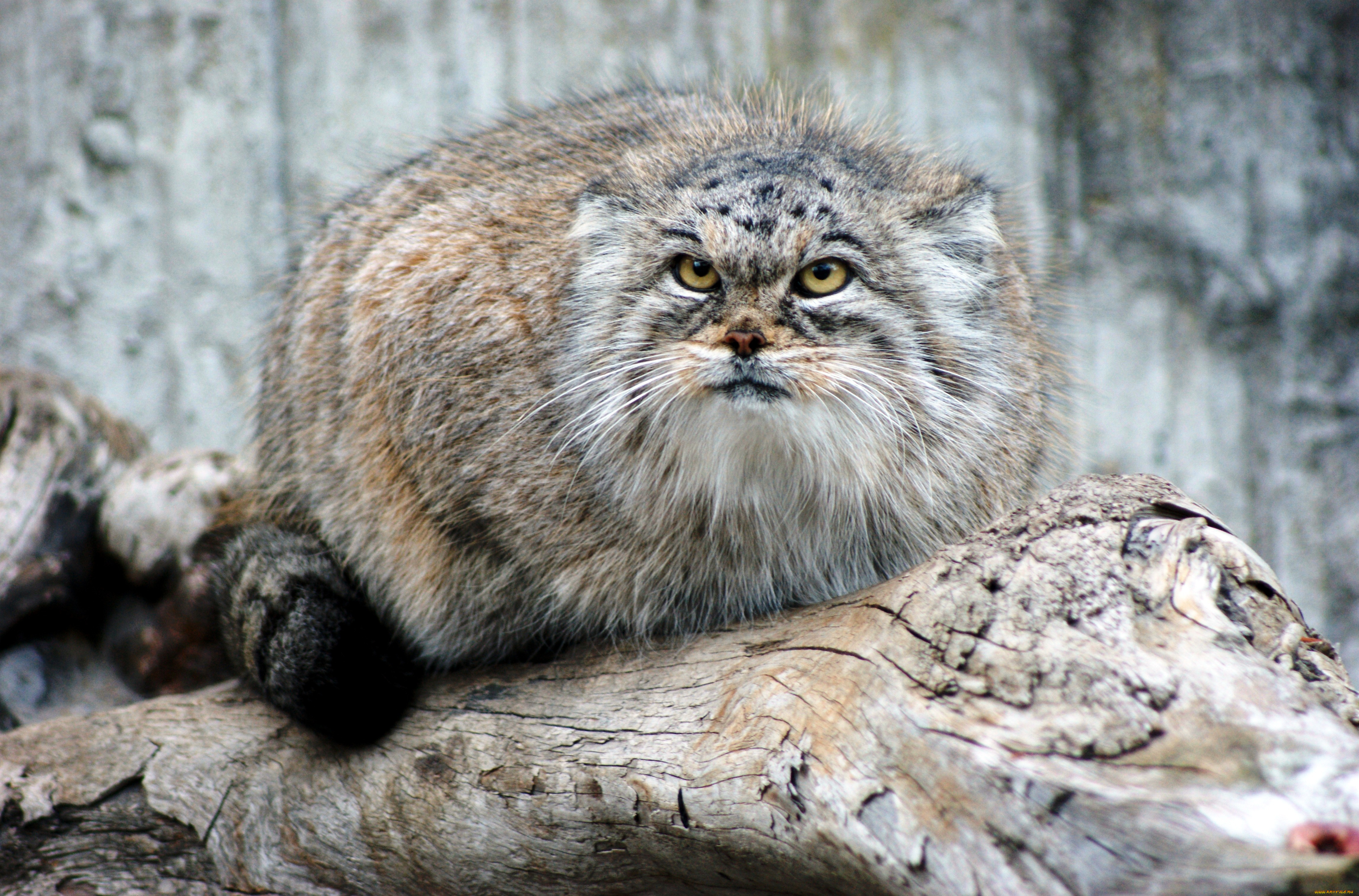 животные, манулы, бревно, взгляд, кот, манул