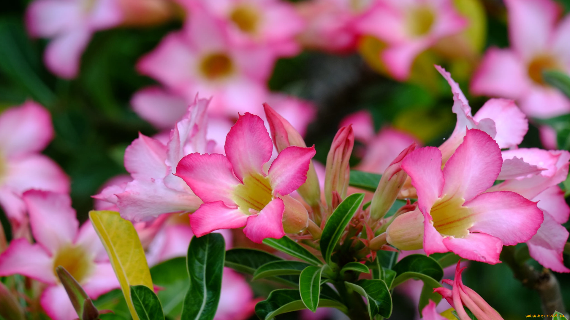 цветы, адениум, , мандевилла, пустынная, роза