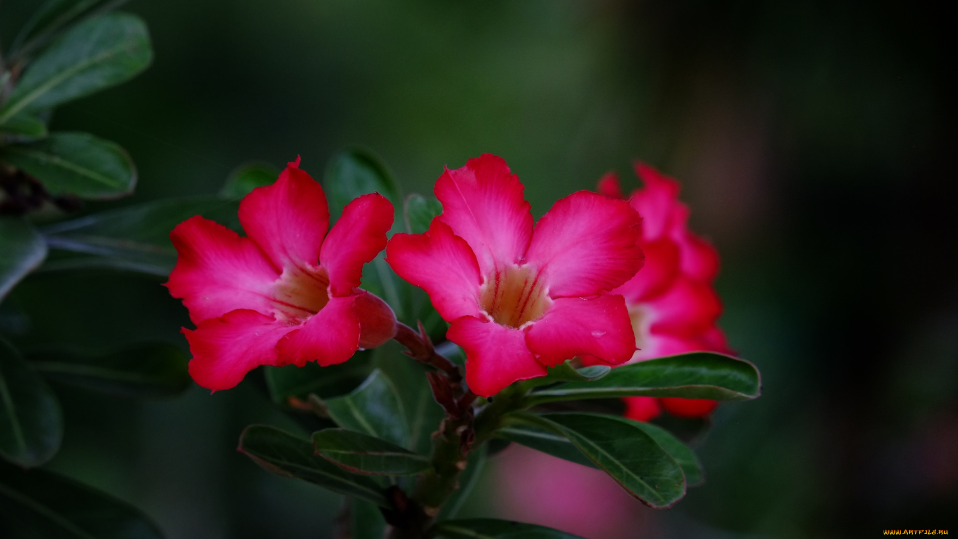 цветы, адениум, , мандевилла, пустынная, роза