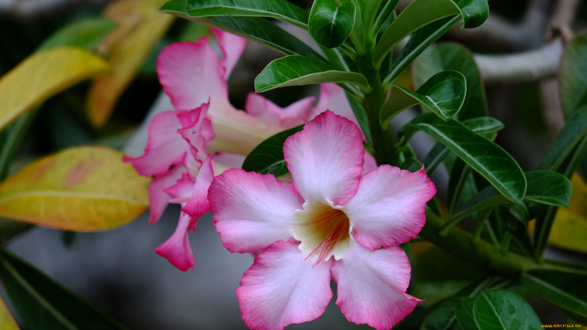 цветы, адениум, , мандевилла, роза, пустынная