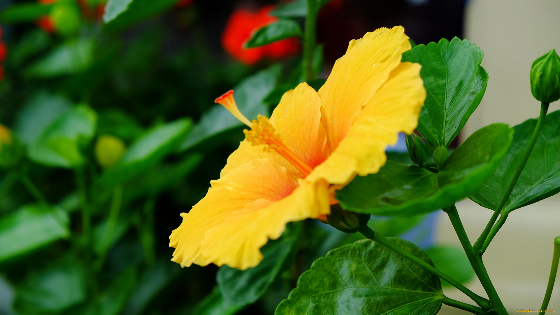 цветы, гибискусы, гибискус, листики, цветение, тычинка