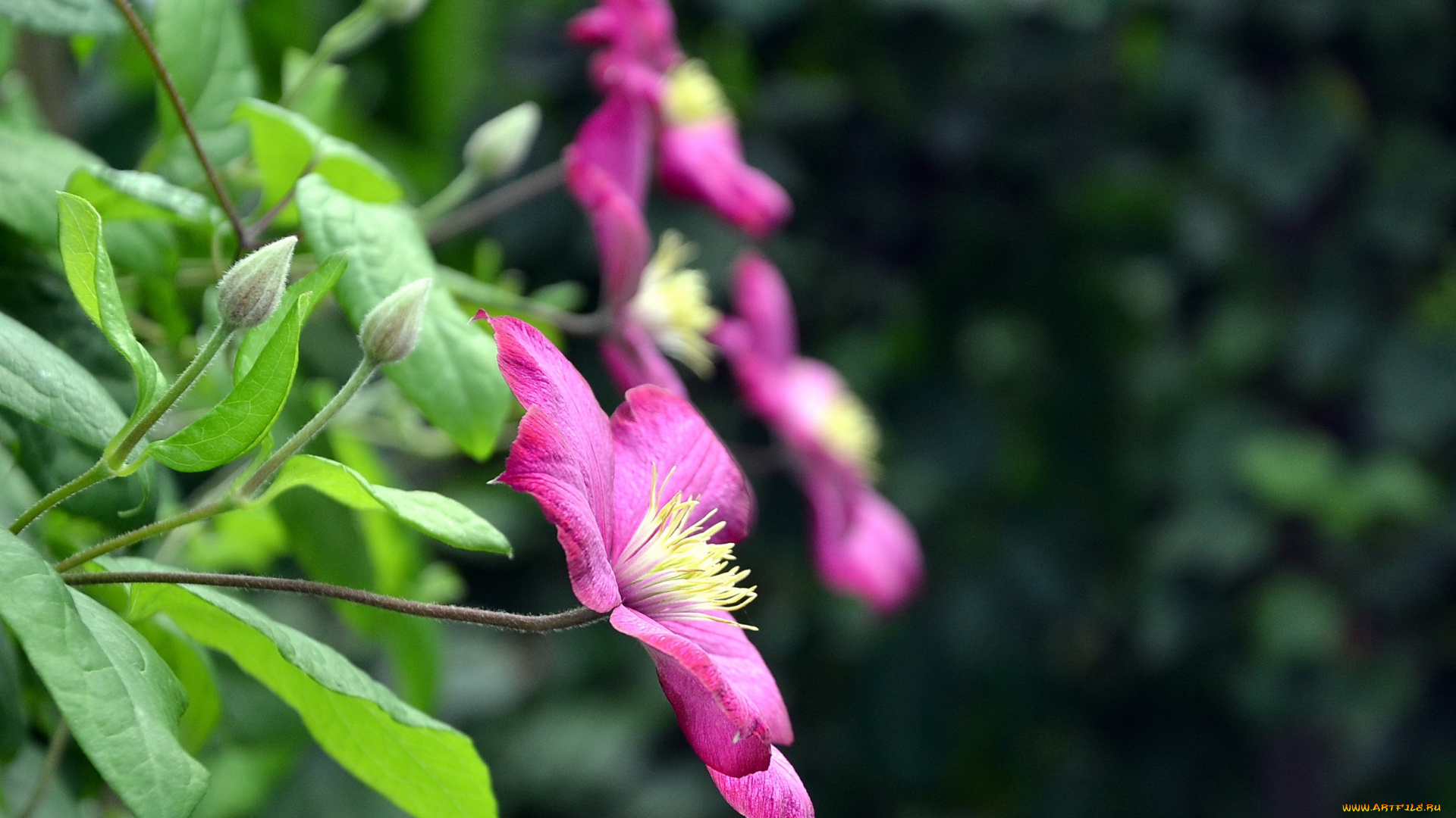 цветы, клематис, , ломонос, лето, клематис