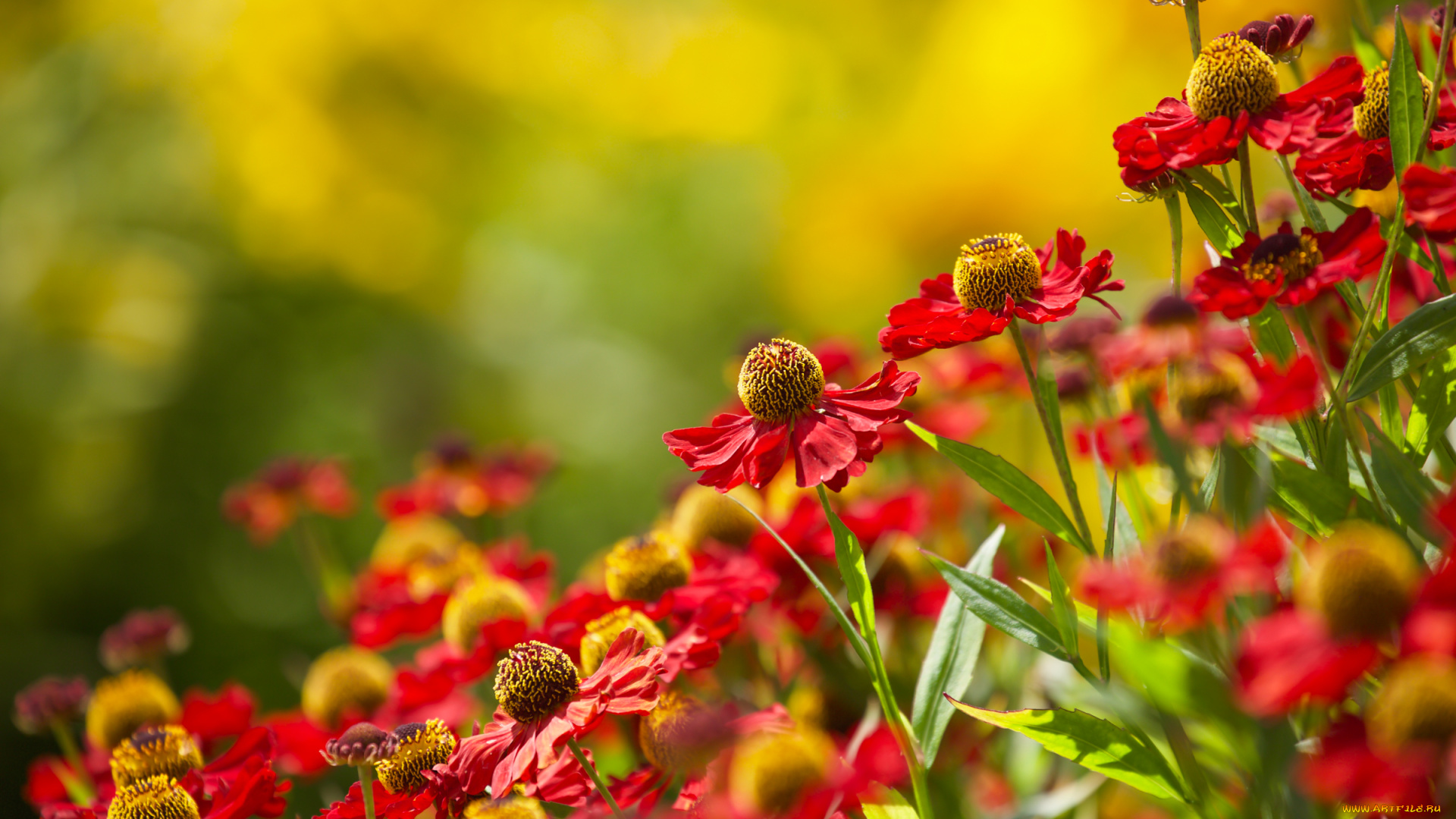 цветы, лепестки, цветение