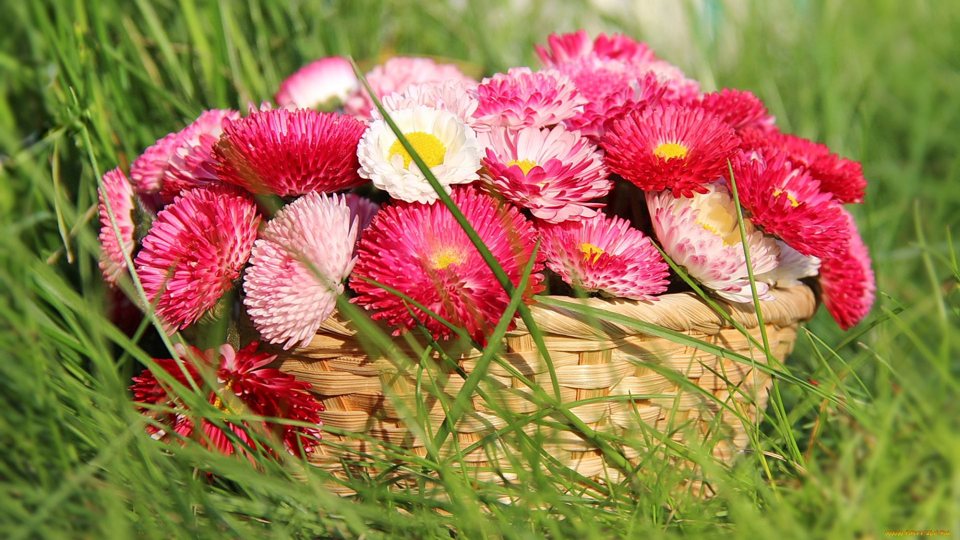 цветы, маргаритки, цветение, корзина, трава