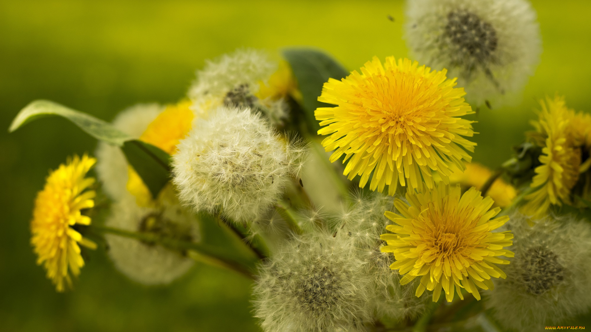 цветы, одуванчики, желтый, цветение