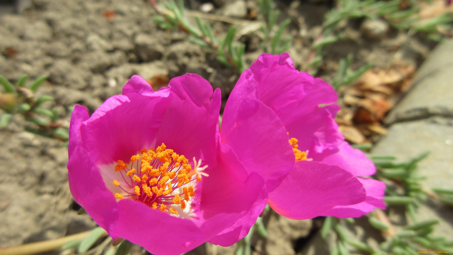 цветы, портулак, розовый, солонец