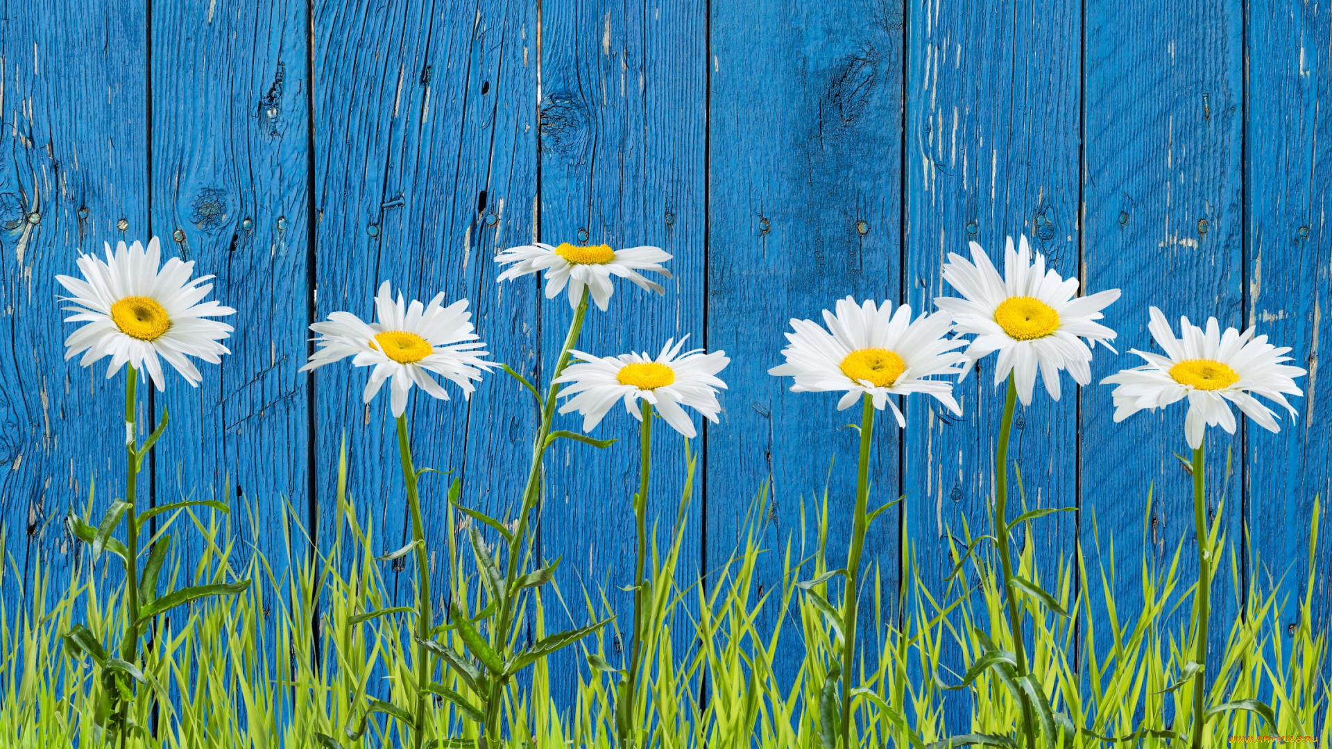 цветы, ромашки, трава, забор