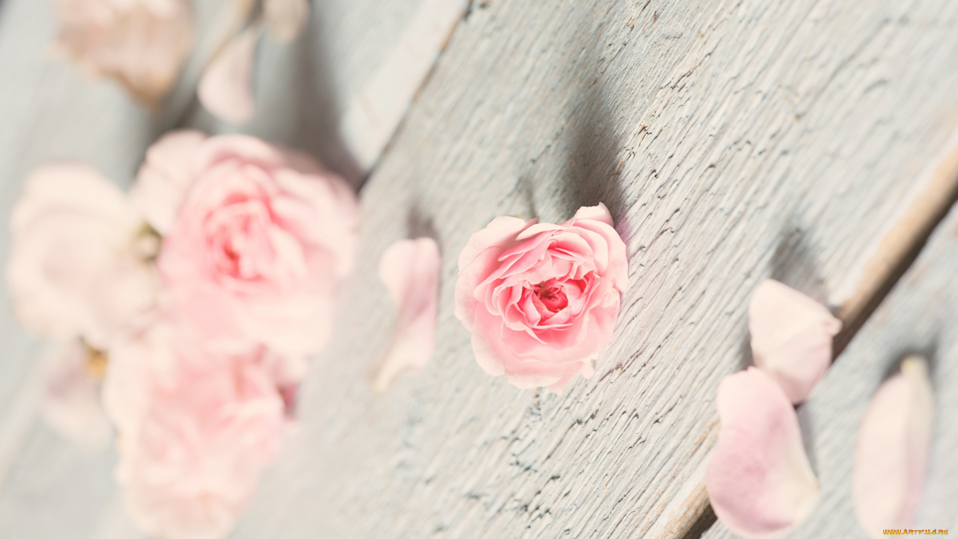 цветы, розы, доски, роза, лепестки