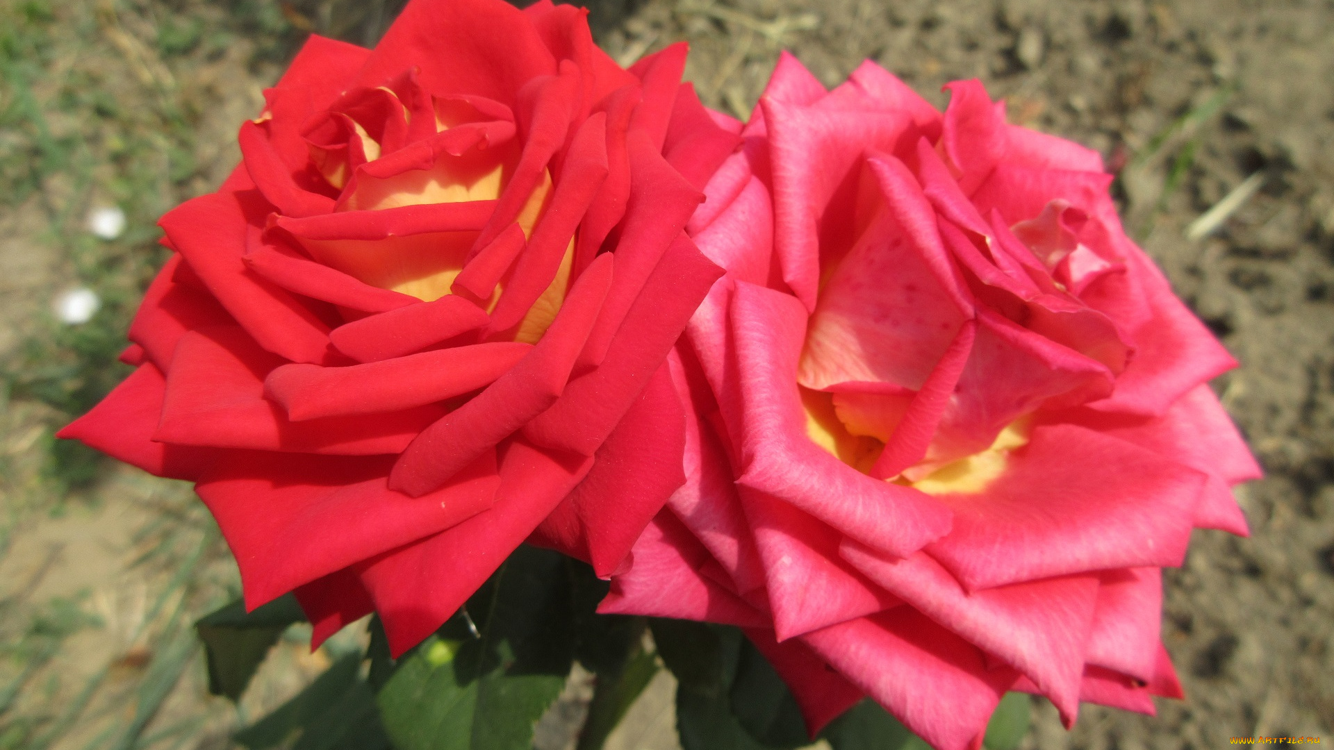 цветы, розы, красная, роза