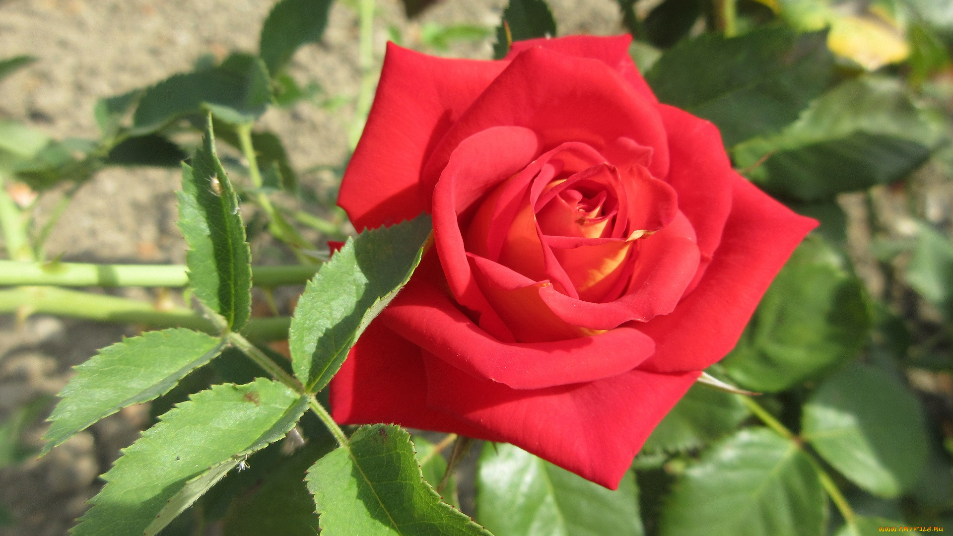 цветы, розы, красная, роза