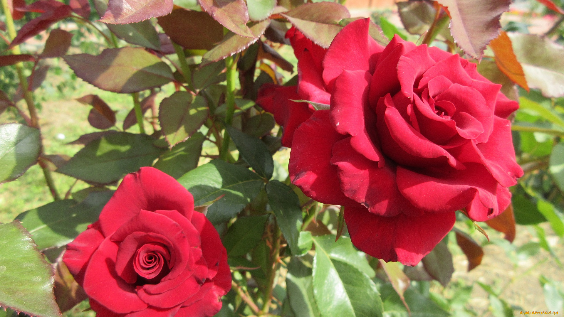 цветы, розы, красная, роза