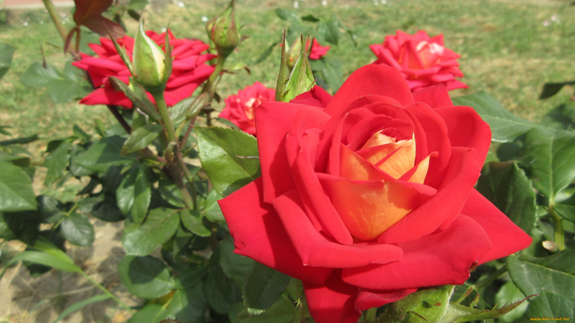 цветы, розы, красная, роза