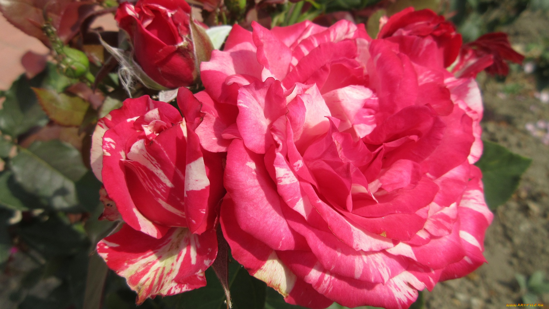 цветы, розы, красная, роза