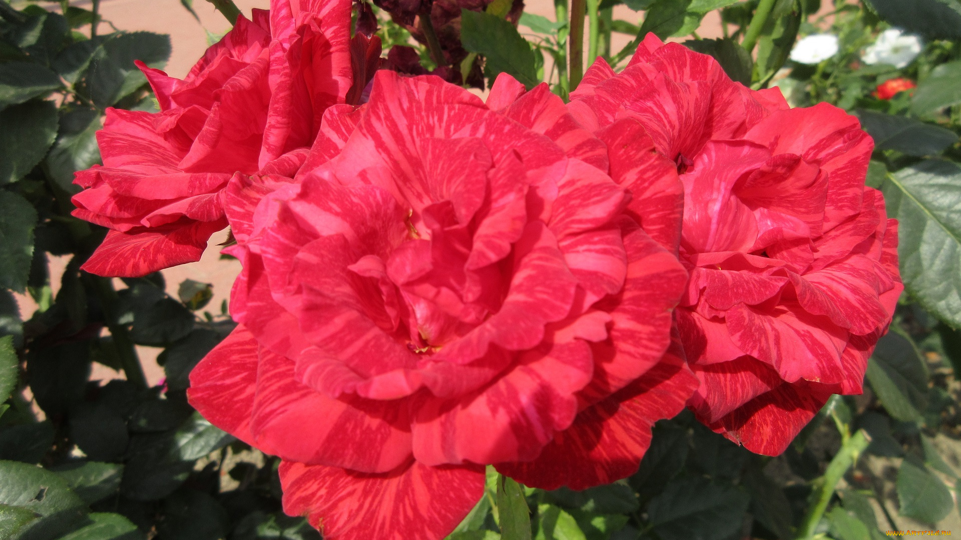 цветы, розы, красные