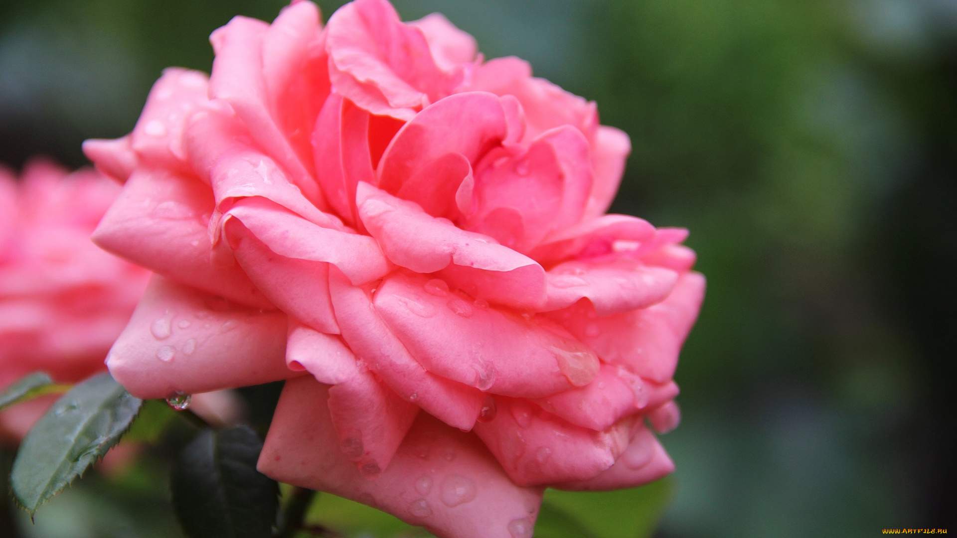 цветы, розы, роза, бутон, лепестки, листья, цветение, rose, bud, petals, leaves, blossoms