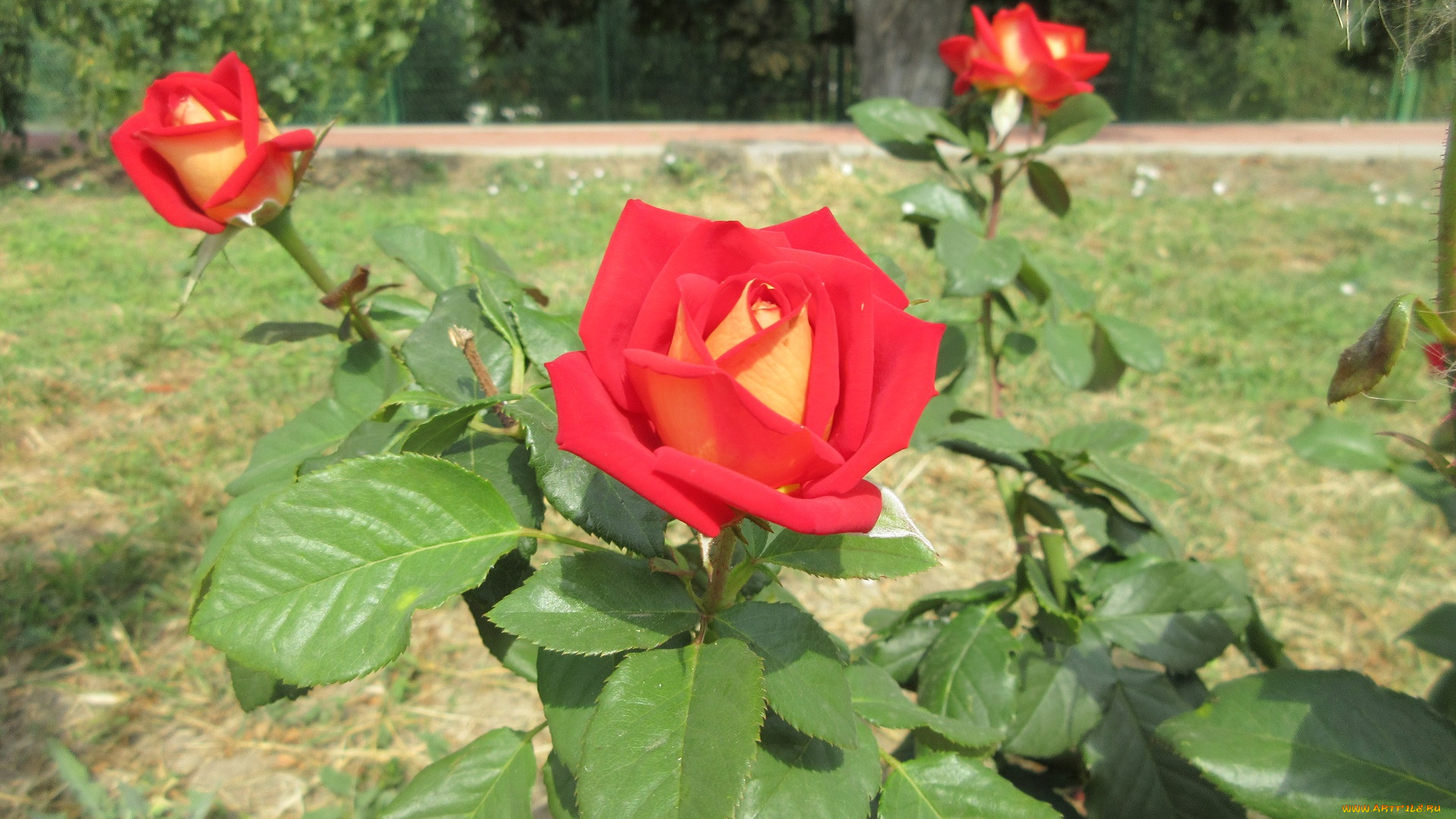 цветы, розы, роза, красная