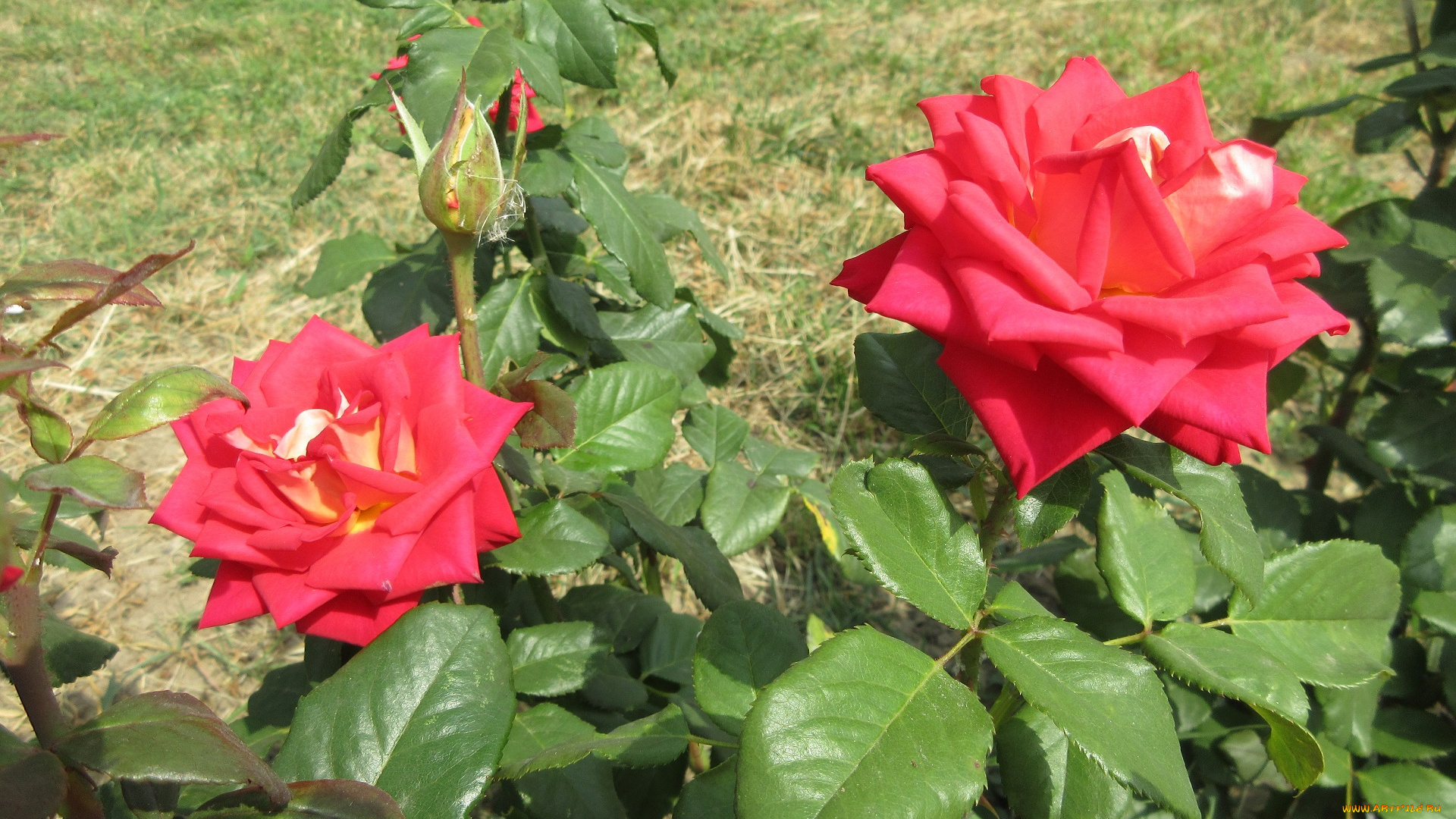 цветы, розы, роза, красная