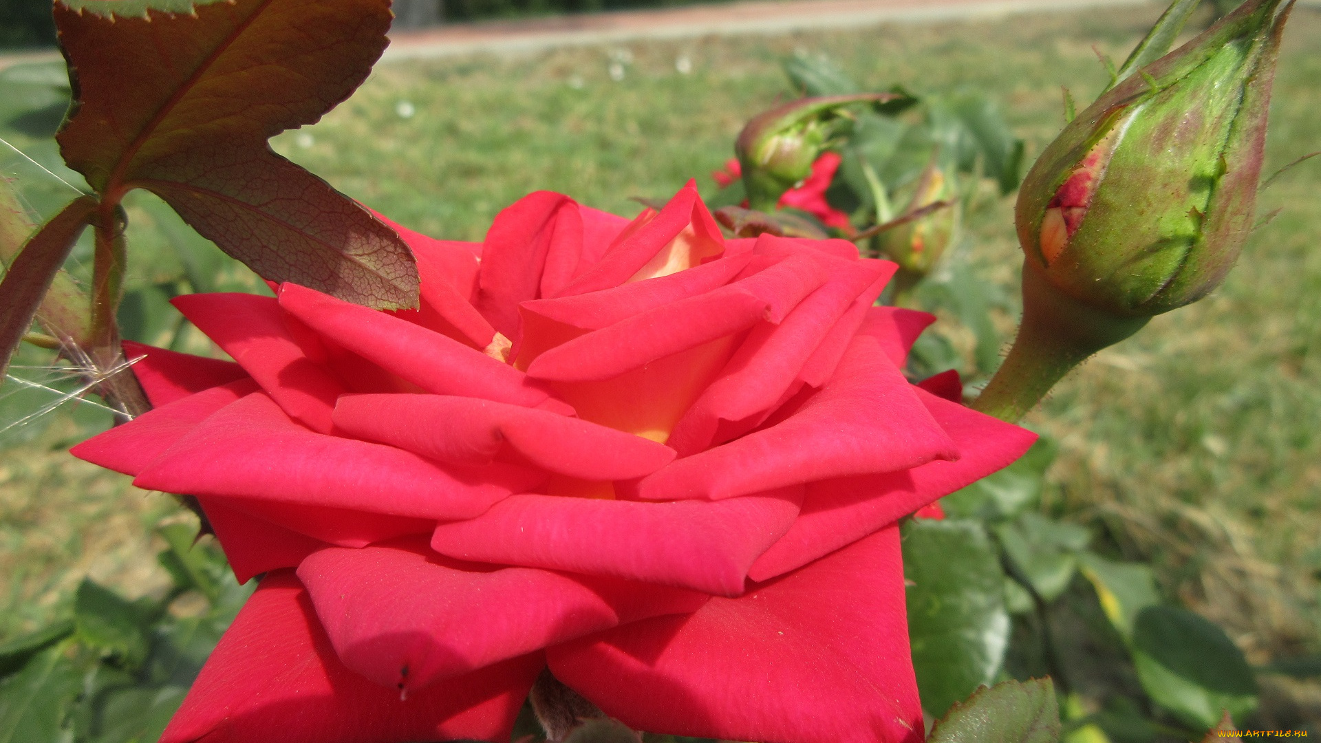 цветы, розы, роза, красная