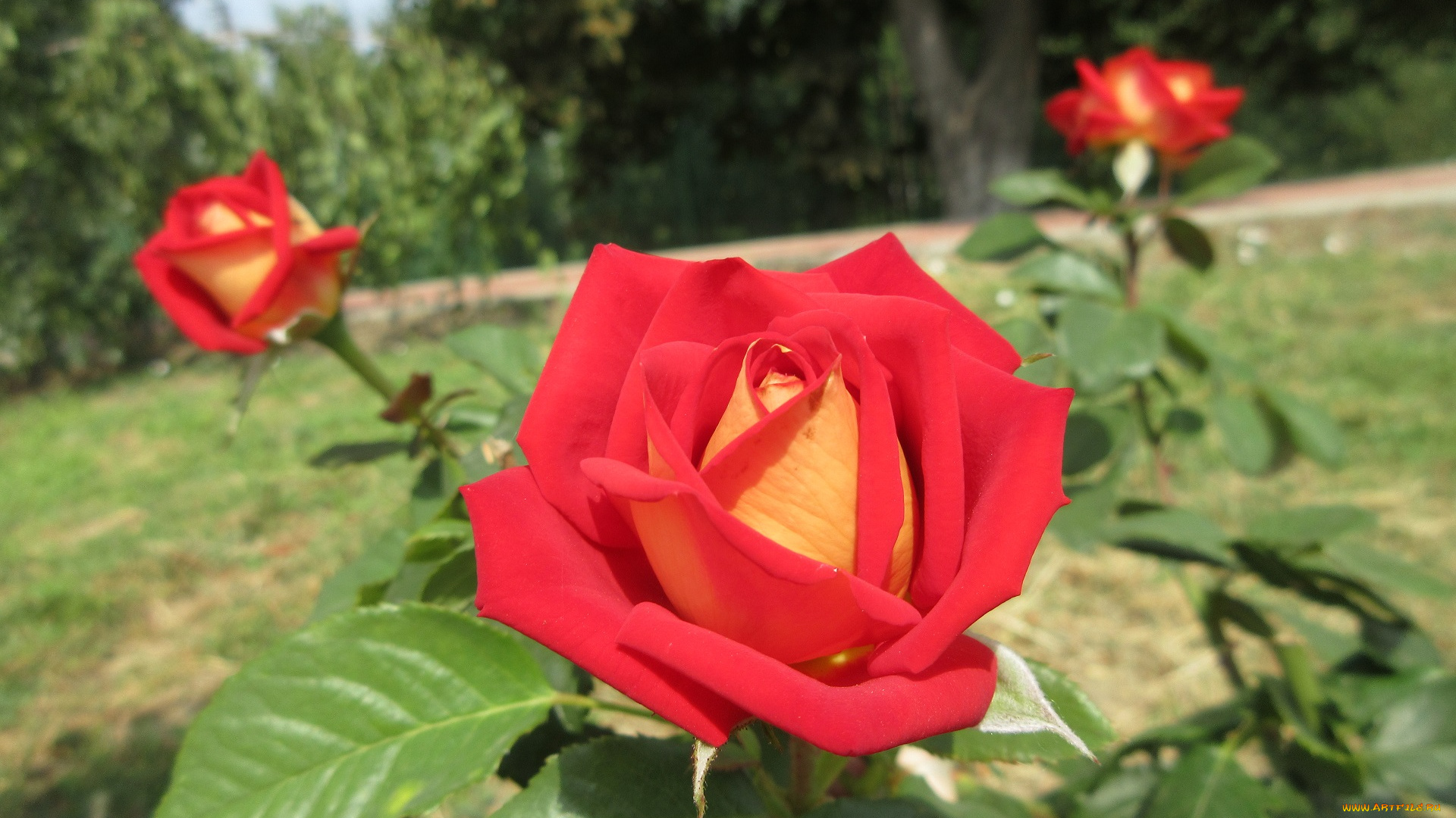 цветы, розы, роза, красная